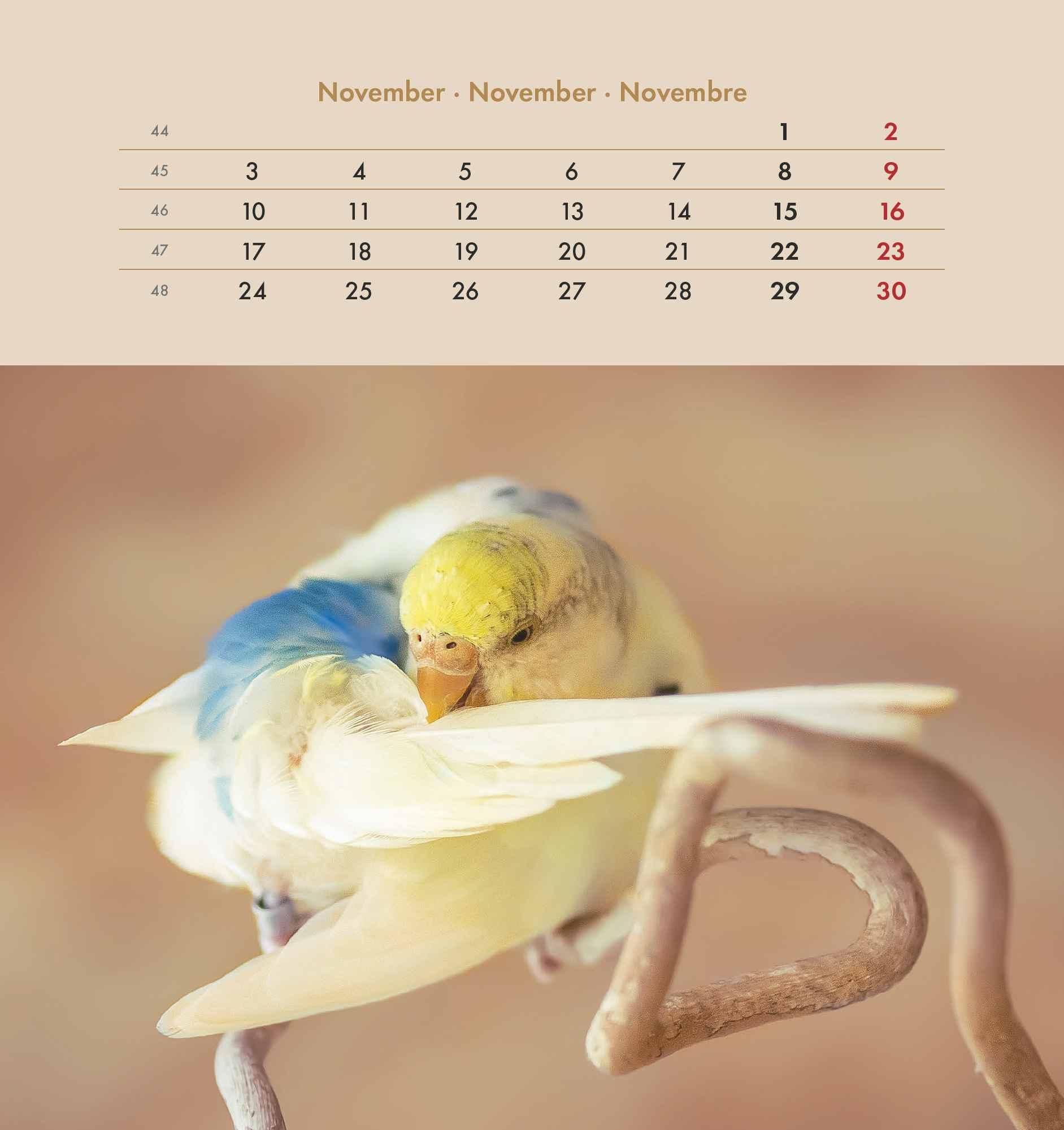 Wellensittiche 2025 - Postkartenkalender 16x17 cm - Budgies - zum Aufstellen oder Aufhängen - Monatskalendarium - Gadget - Mitbringsel - Alpha Edition