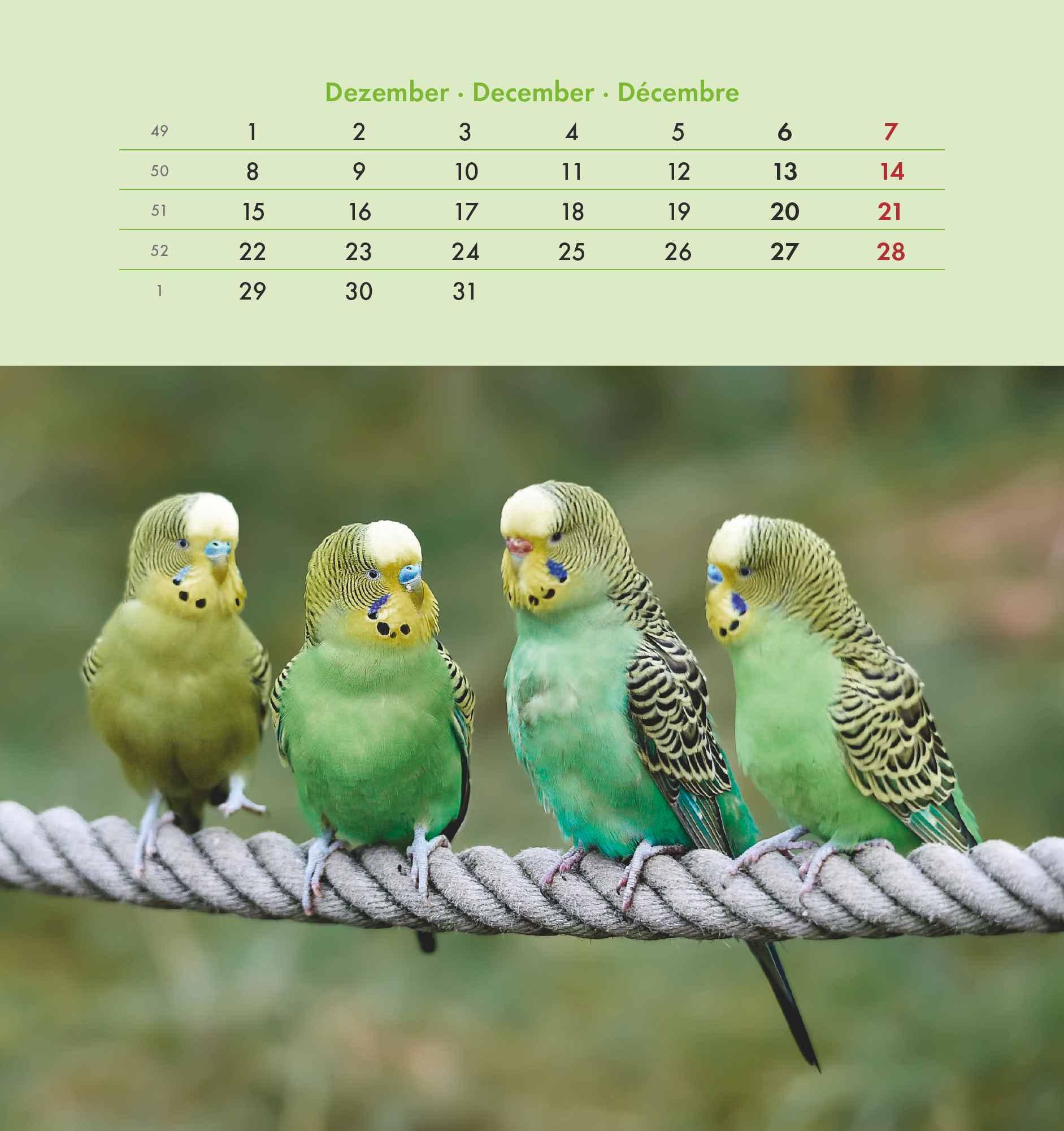 Wellensittiche 2025 - Postkartenkalender 16x17 cm - Budgies - zum Aufstellen oder Aufhängen - Monatskalendarium - Gadget - Mitbringsel - Alpha Edition