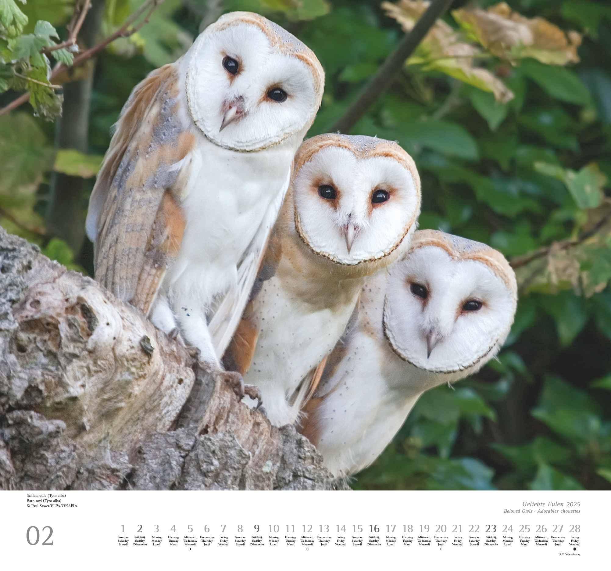 DUMONT - Geliebte Eulen 2025 Wandkalender, 38x35,5cm, Kalender mit schönen Eulen-Motiven und den wichtigsten Feiertagen, Spiralbindung