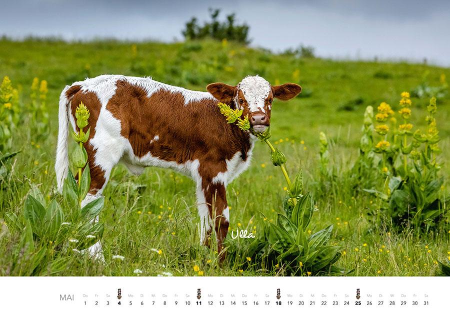 Kühe Kalender 2025 Wandkalender