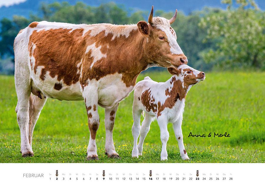 Kühe Kalender 2025 Wandkalender