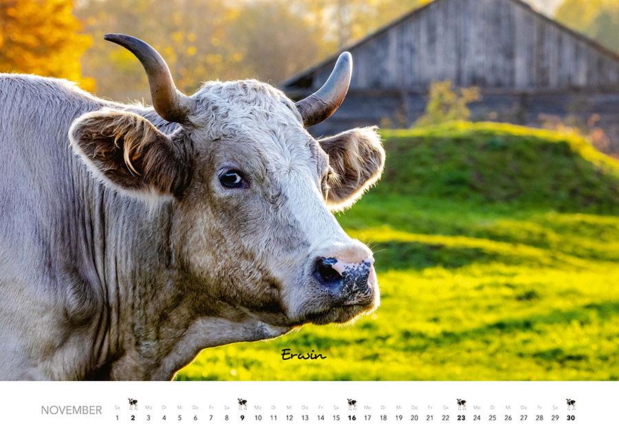 Kühe Kalender 2025 Wandkalender