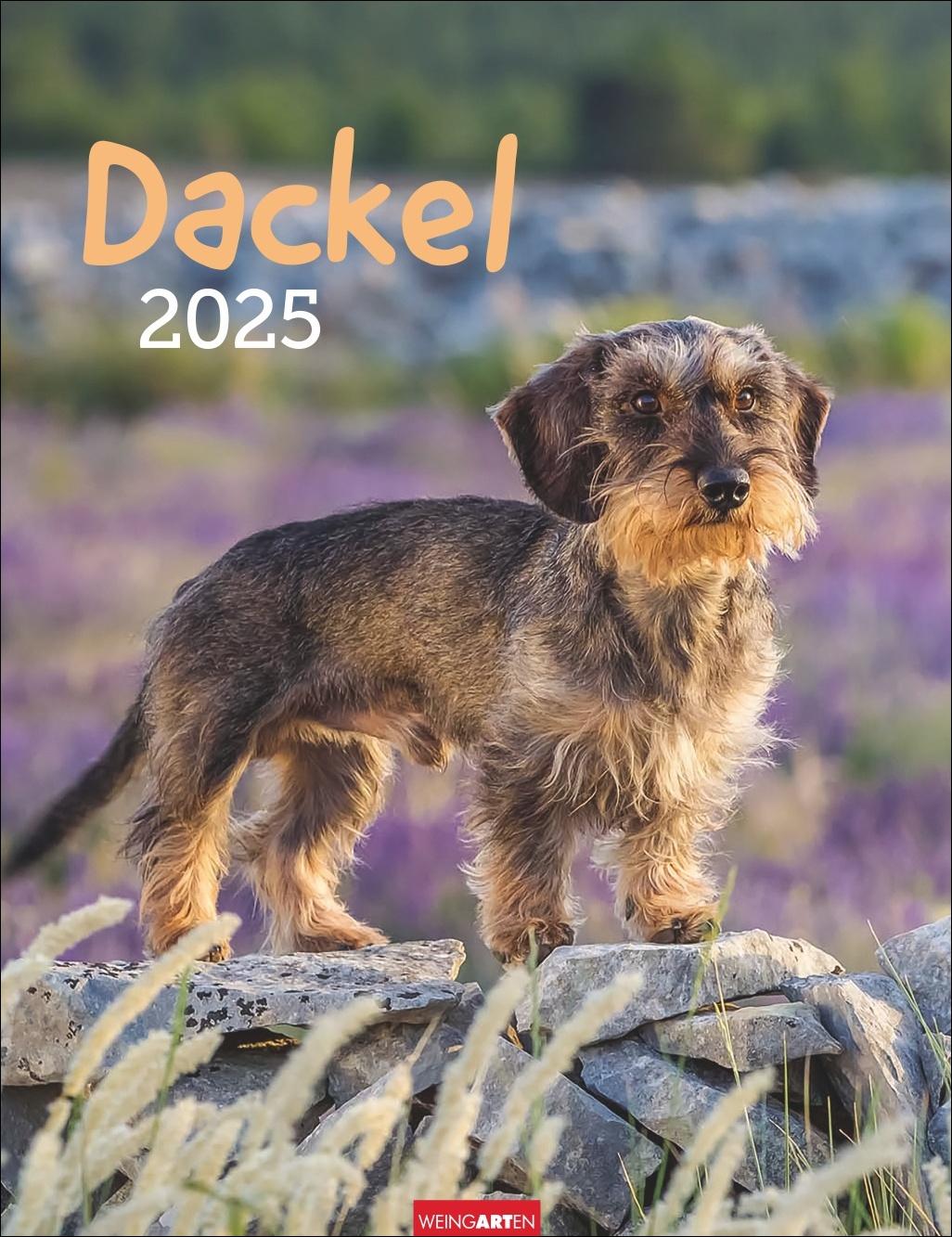 Dackel Kalender 2025