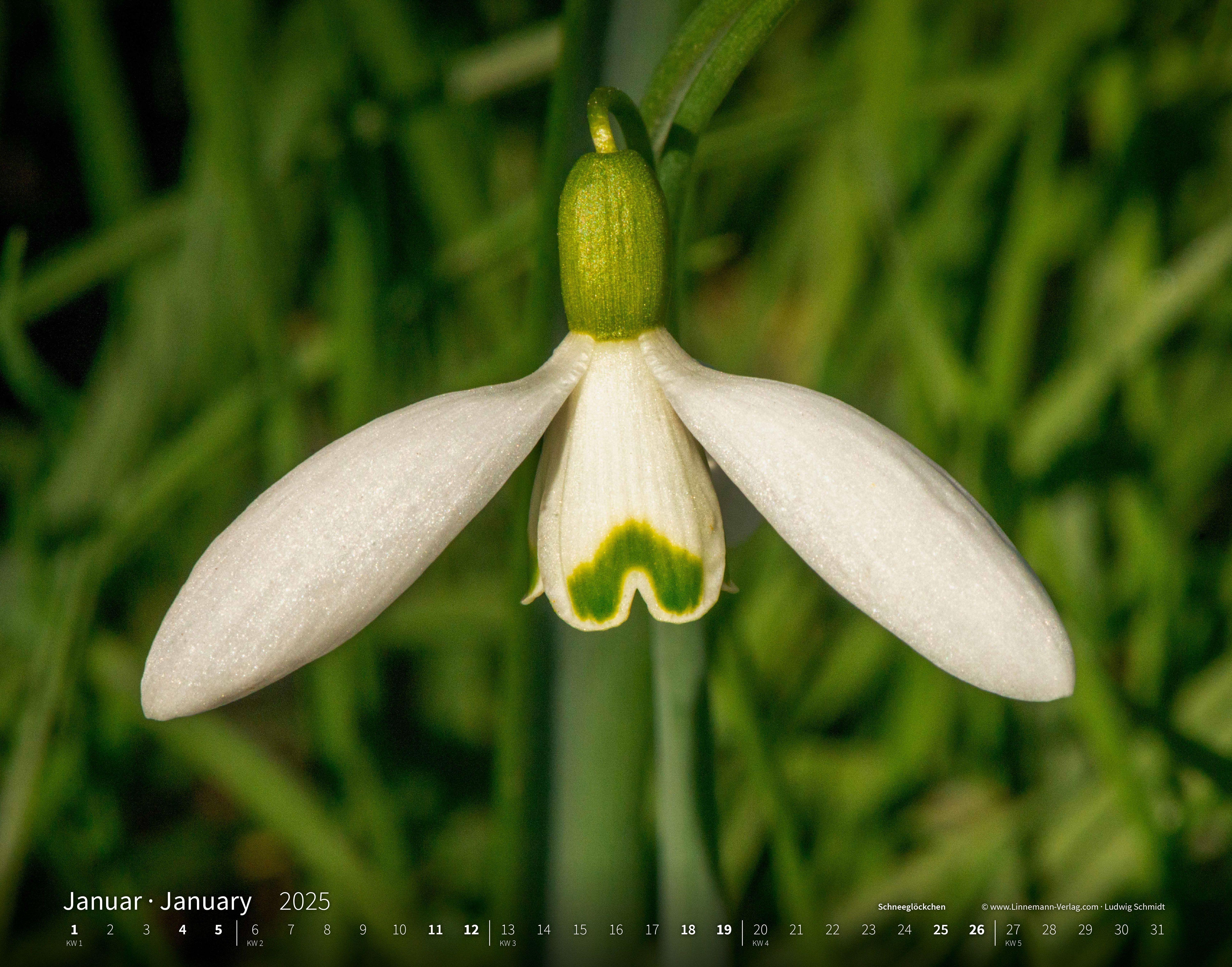 Wildblumen 2025 Großformat-Kalender 58 x 45,5 cm