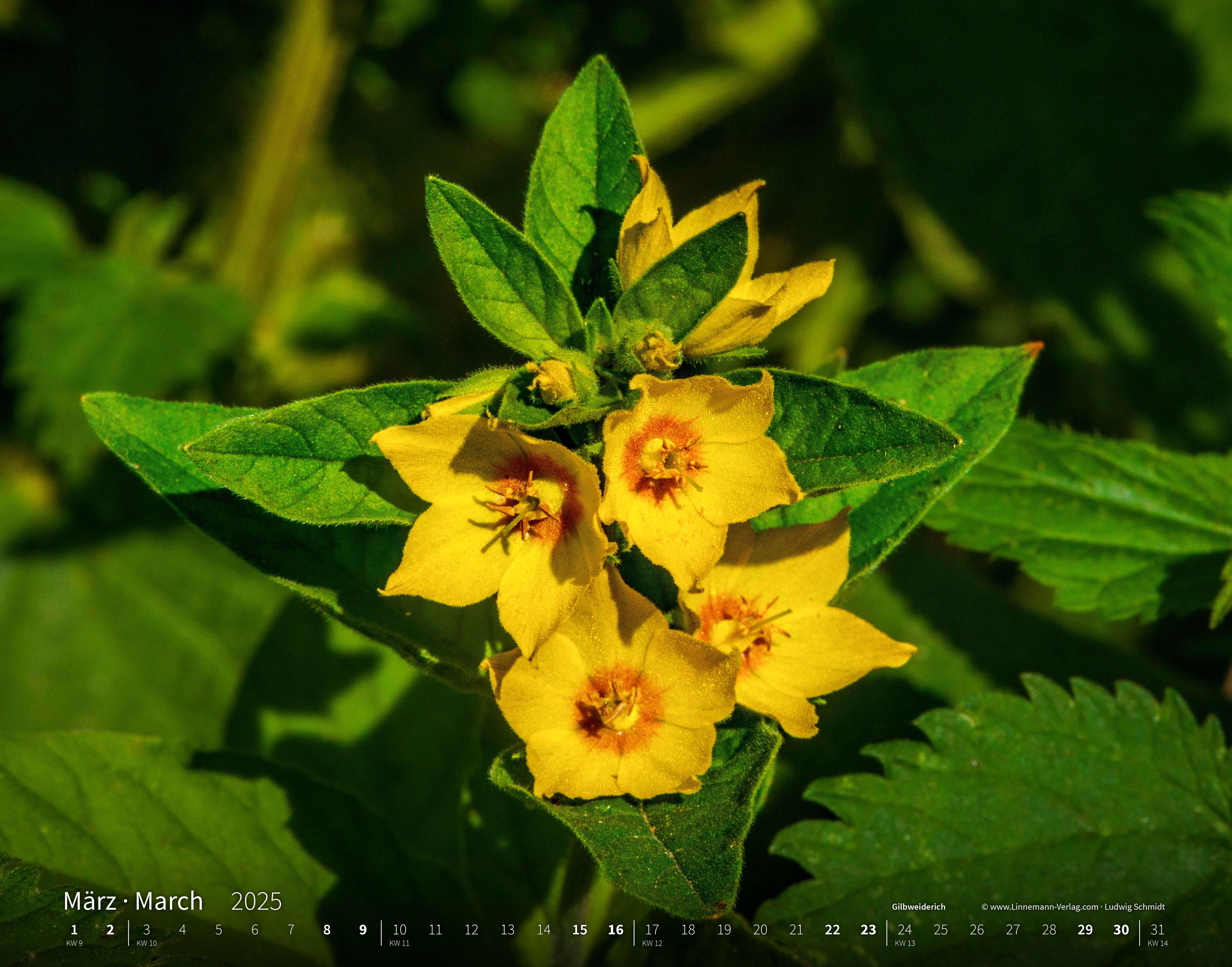 Wildblumen 2025 Großformat-Kalender 58 x 45,5 cm