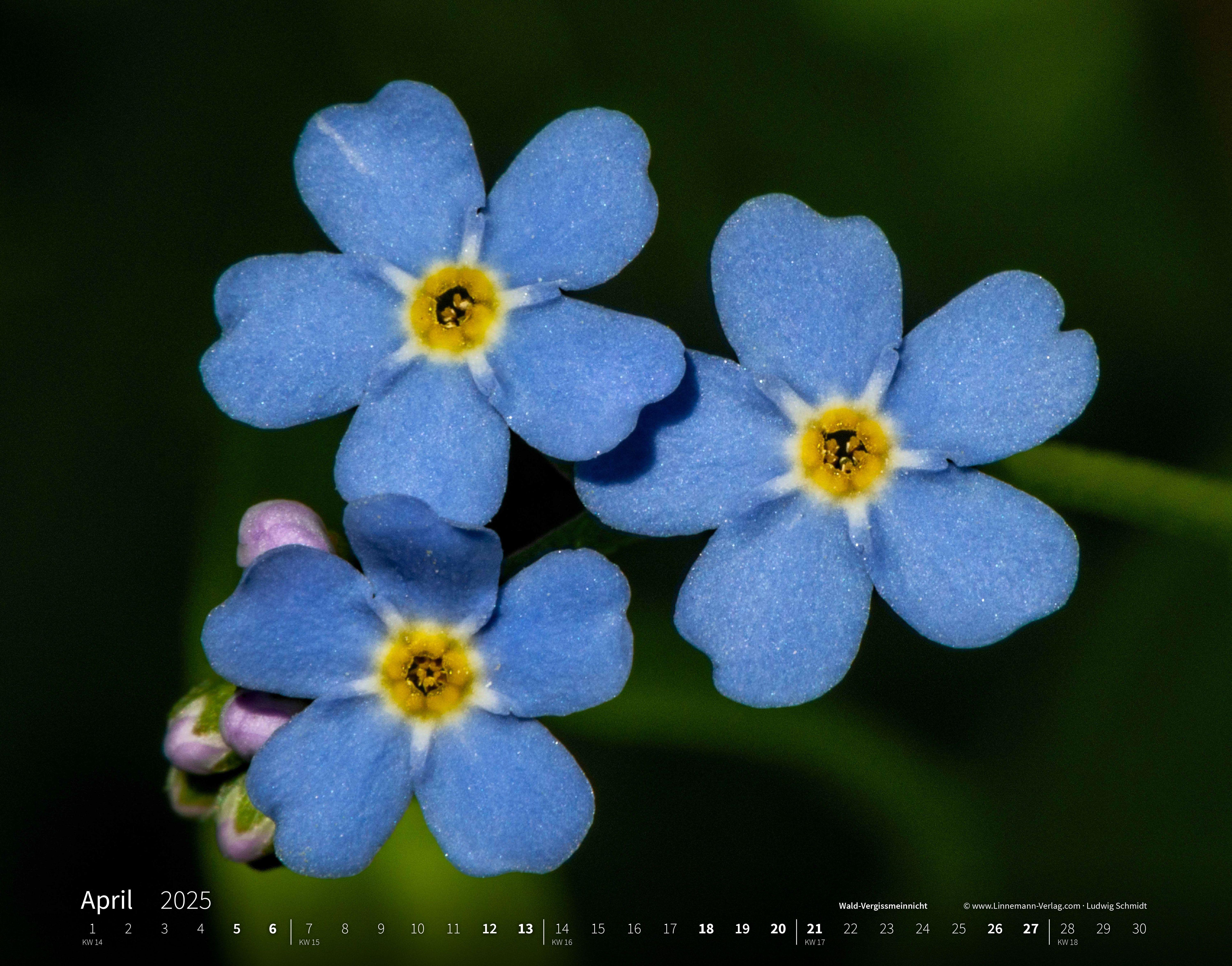 Wildblumen 2025 Großformat-Kalender 58 x 45,5 cm