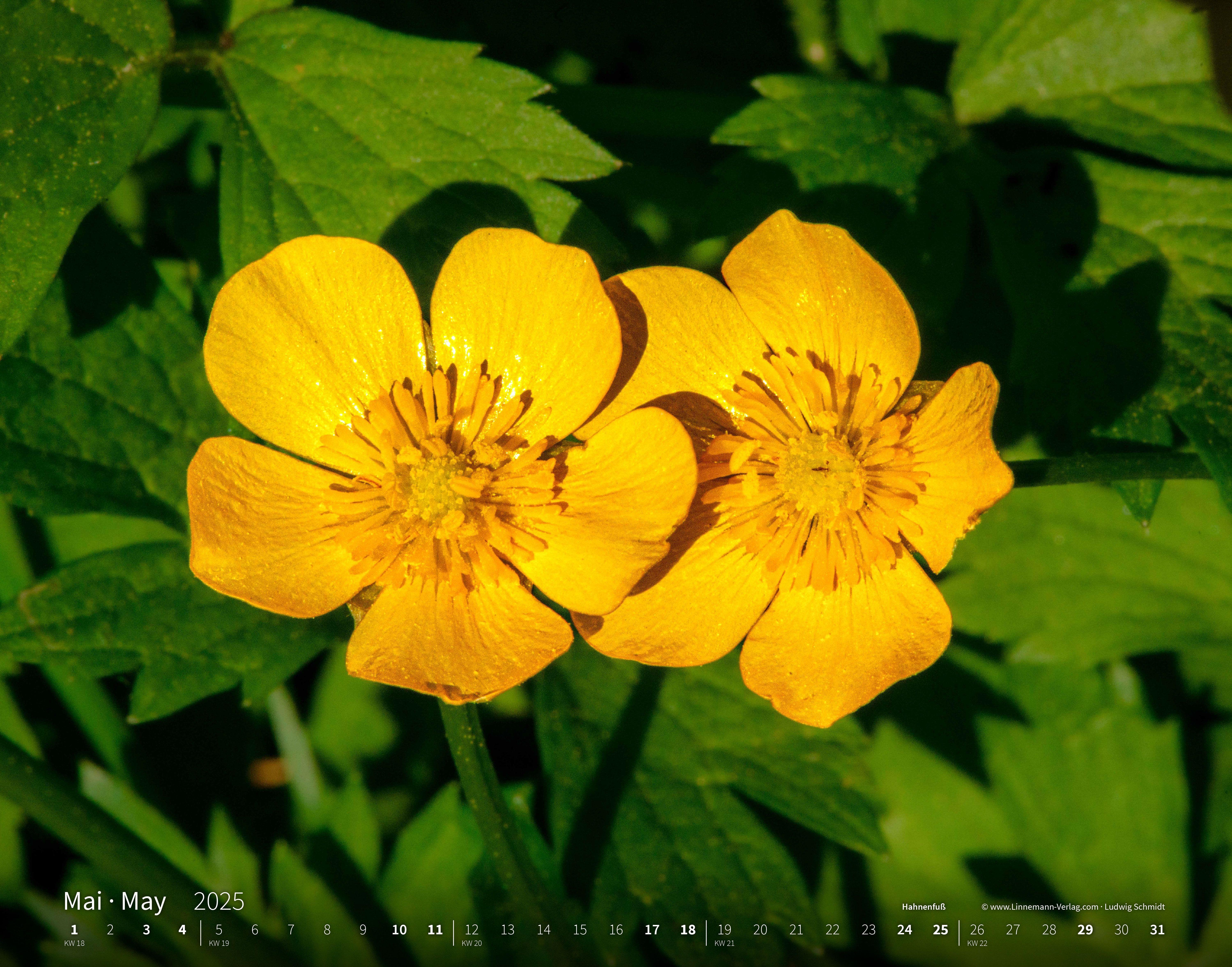 Wildblumen 2025 Großformat-Kalender 58 x 45,5 cm