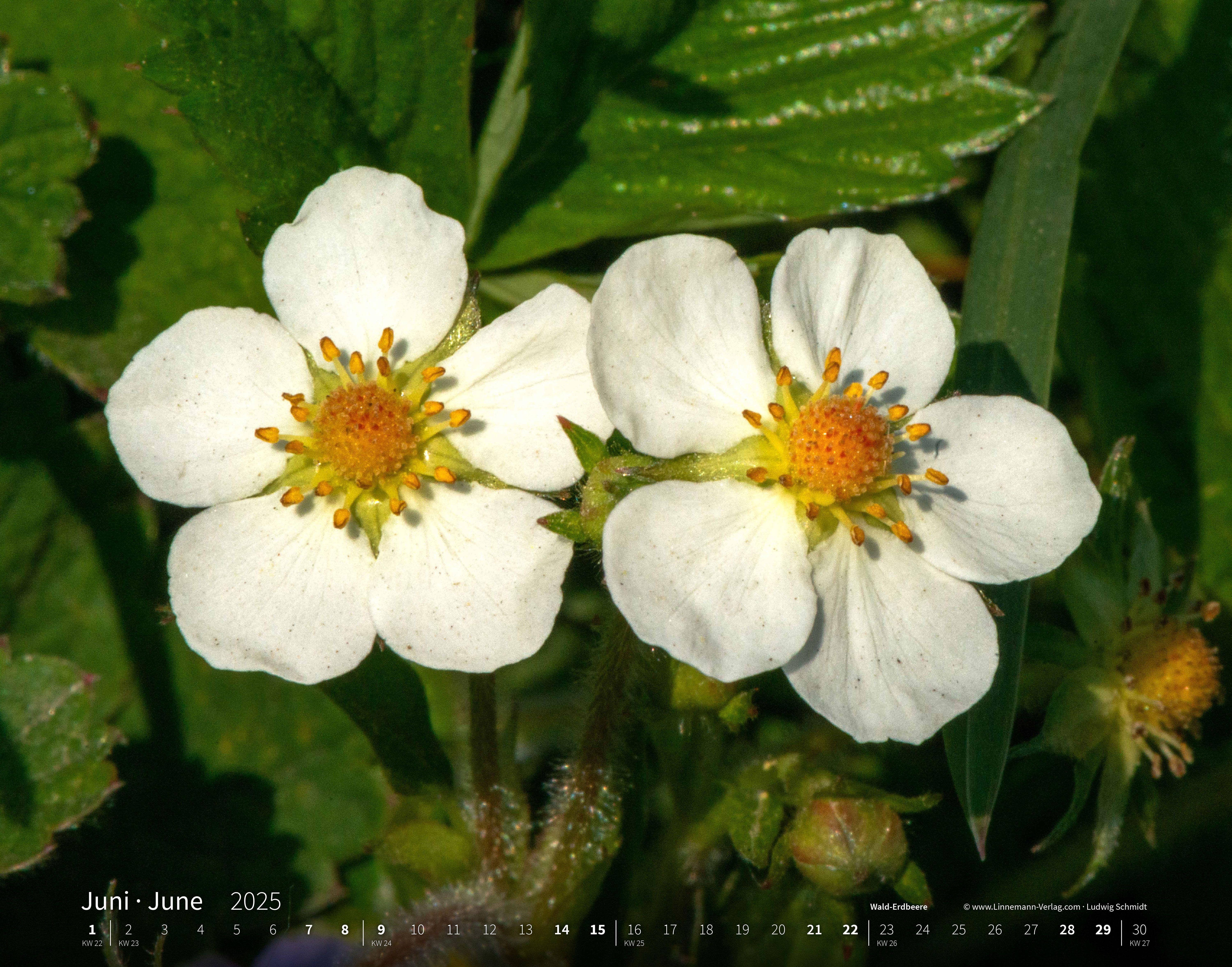 Wildblumen 2025 Großformat-Kalender 58 x 45,5 cm