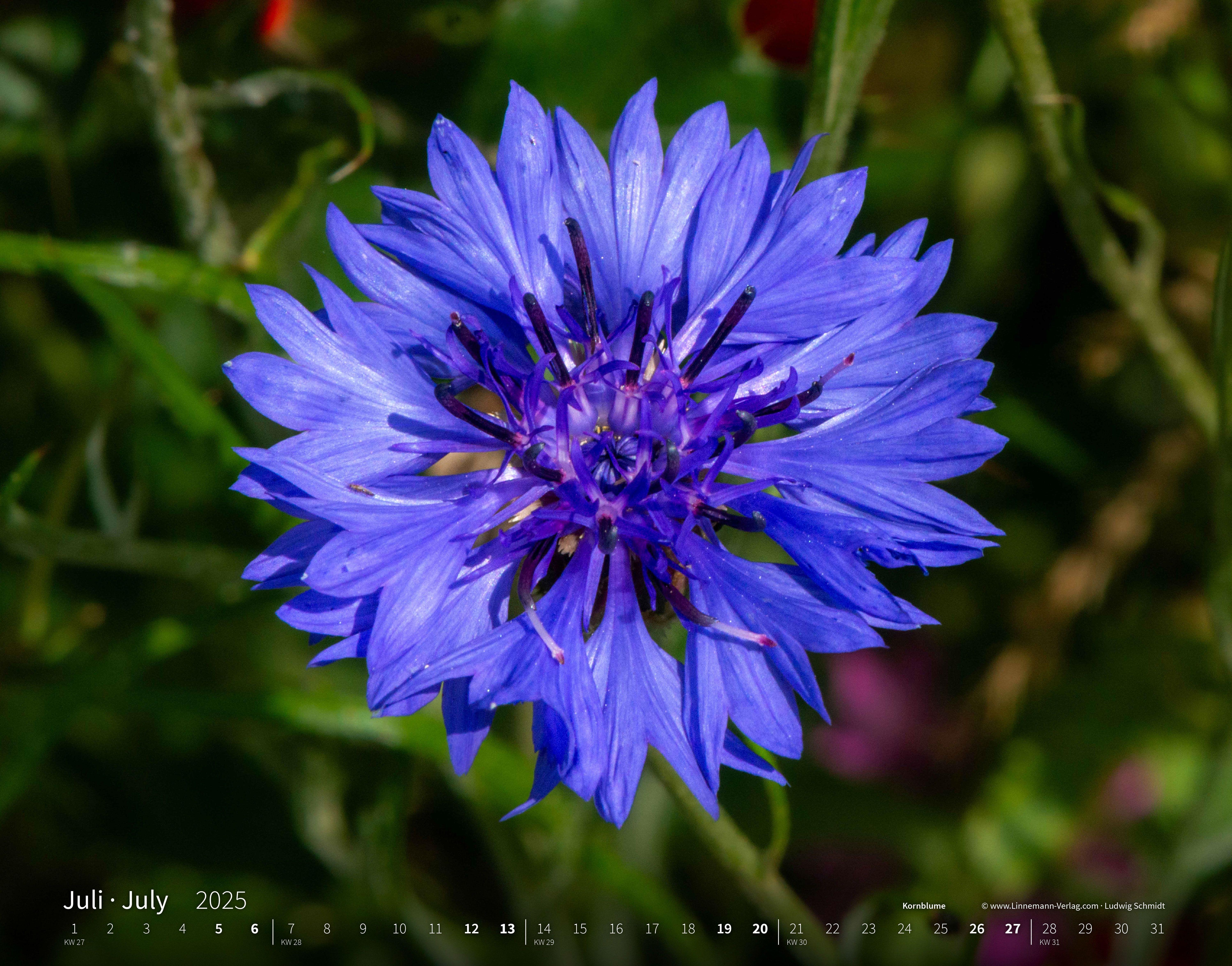 Wildblumen 2025 Großformat-Kalender 58 x 45,5 cm