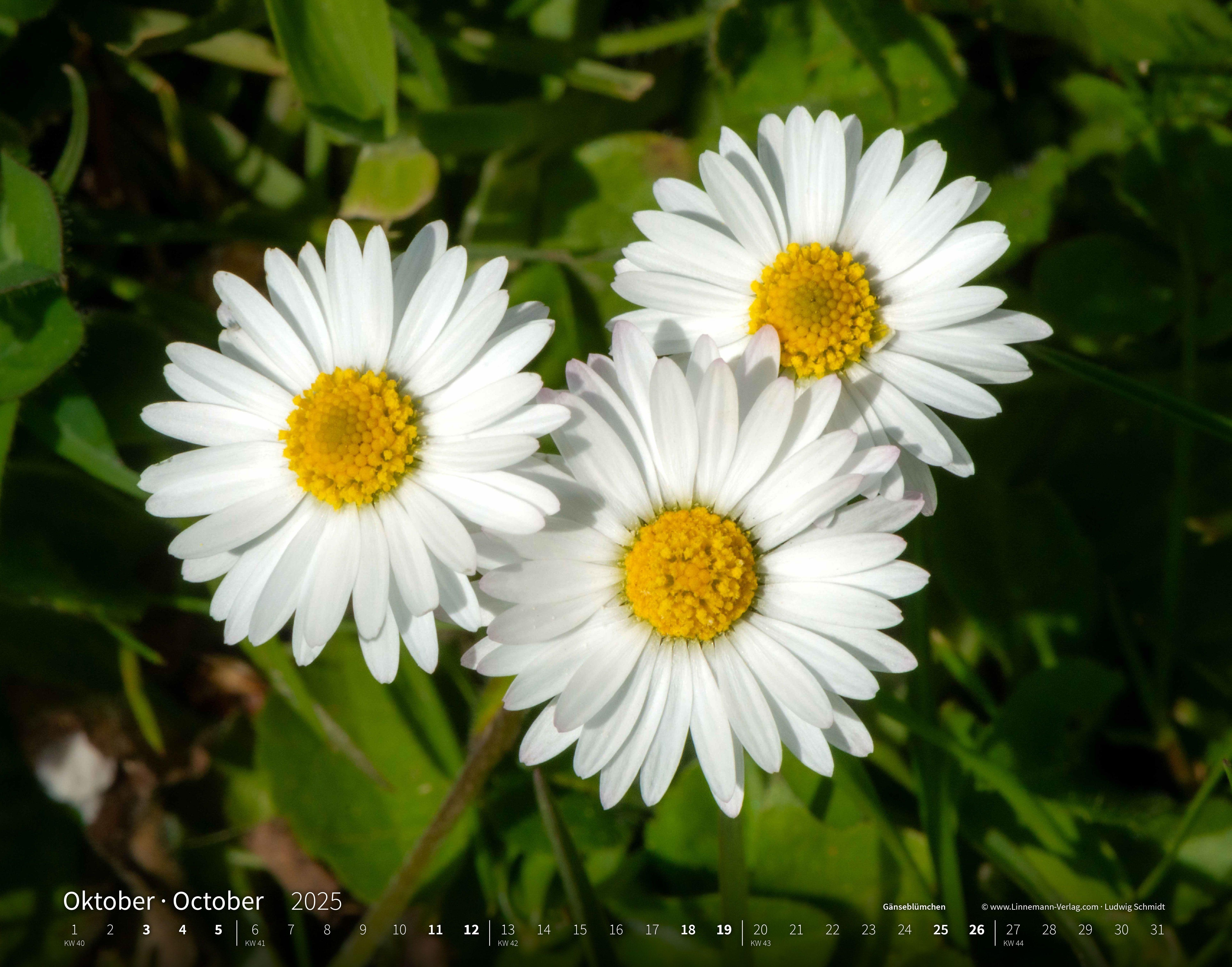 Wildblumen 2025 Großformat-Kalender 58 x 45,5 cm