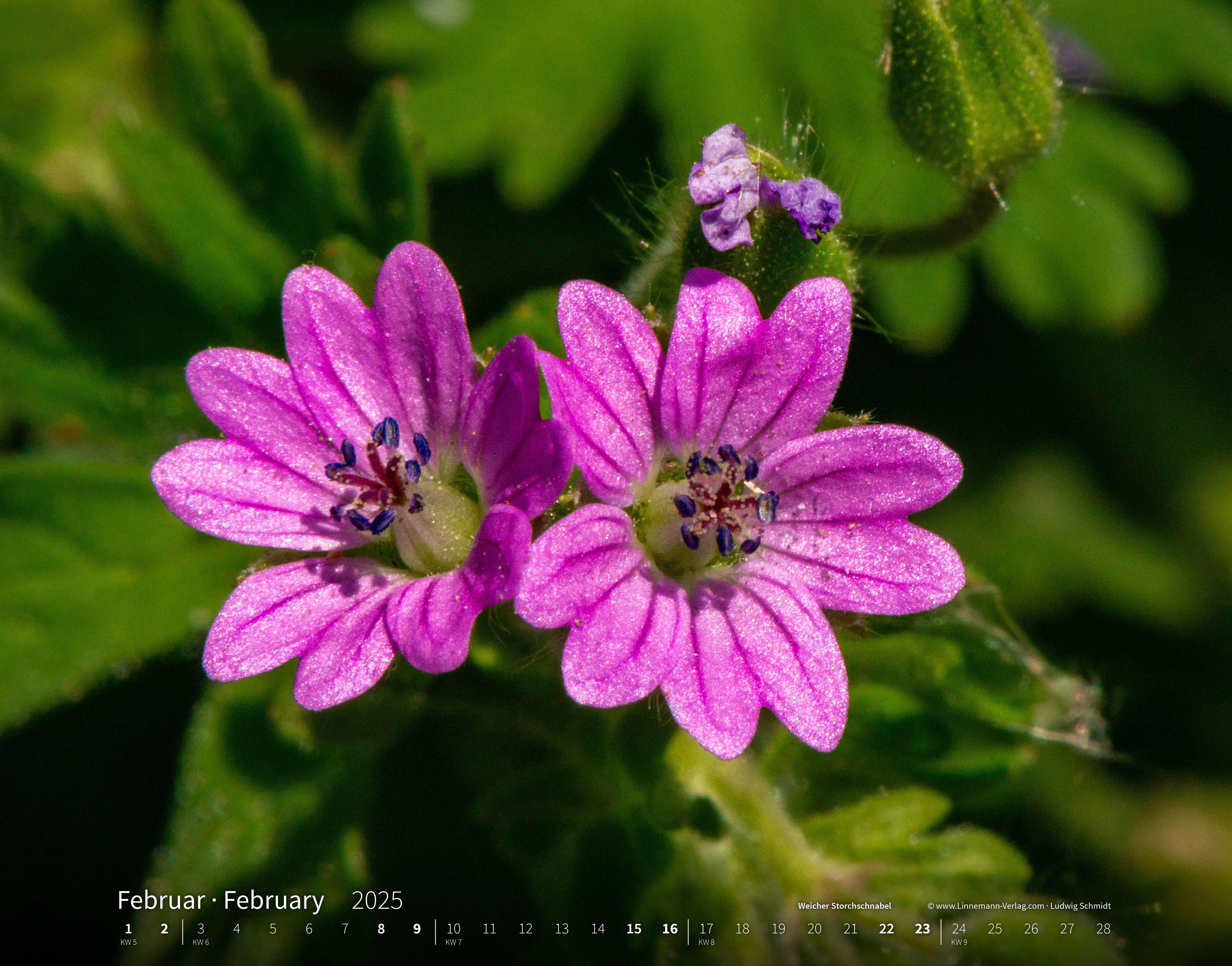 Wildblumen 2025 Großformat-Kalender 58 x 45,5 cm