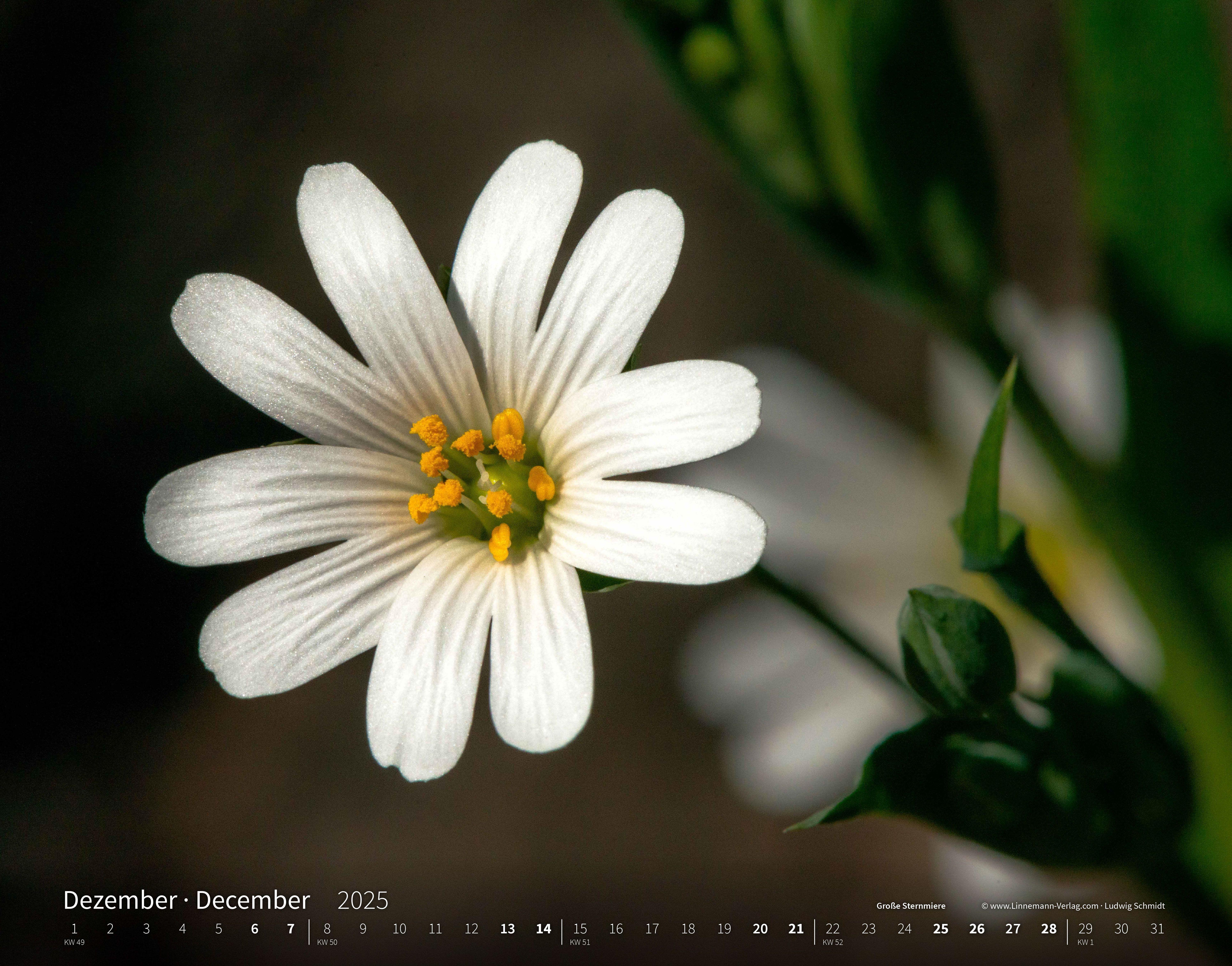 Wildblumen 2025 Großformat-Kalender 58 x 45,5 cm