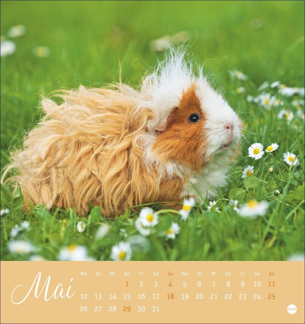 Kuschelige Meerschweinchen Postkartenkalender 2025