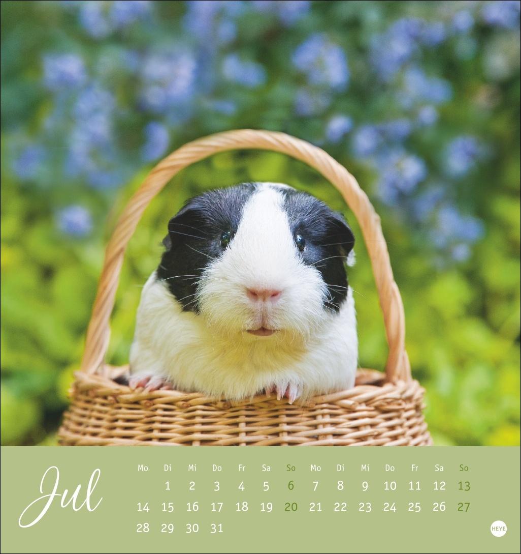 Kuschelige Meerschweinchen Postkartenkalender 2025