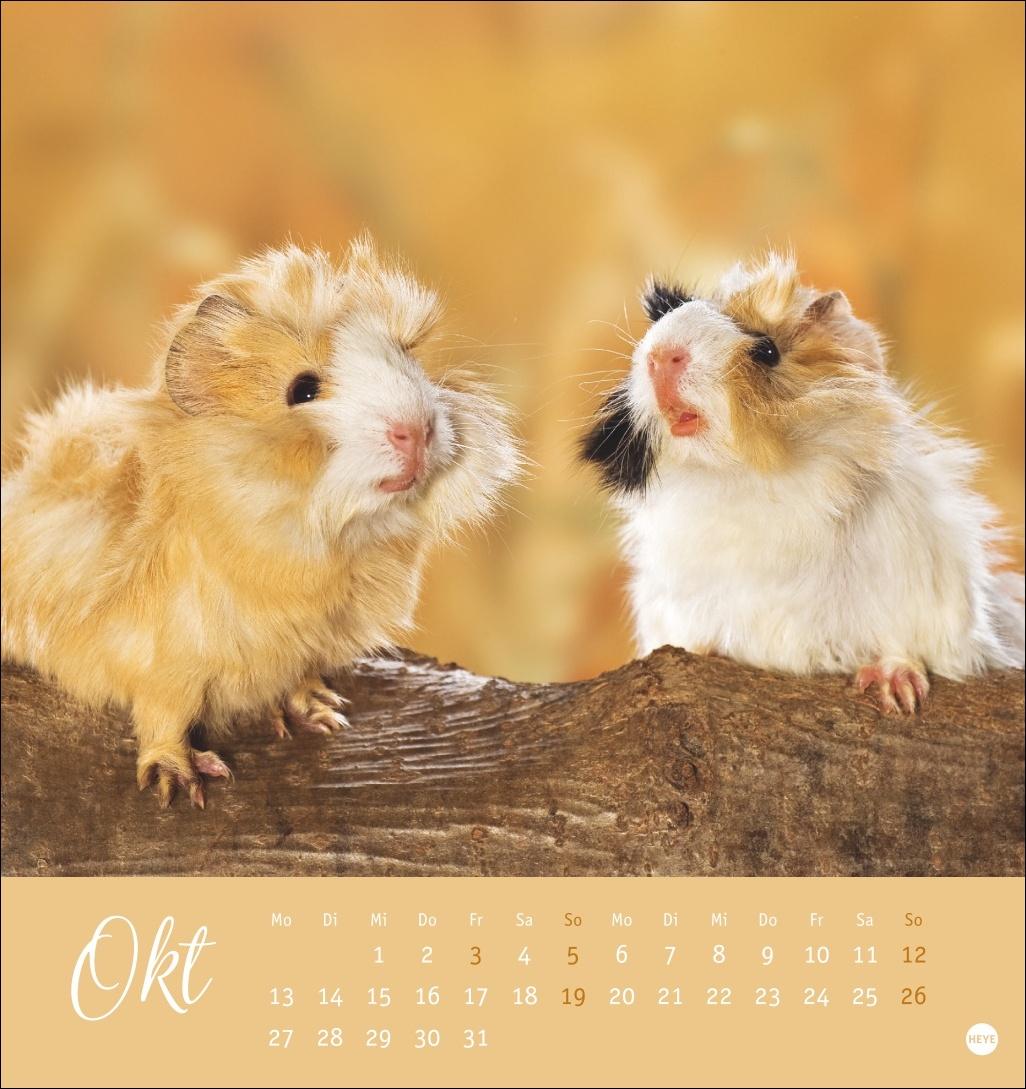 Kuschelige Meerschweinchen Postkartenkalender 2025