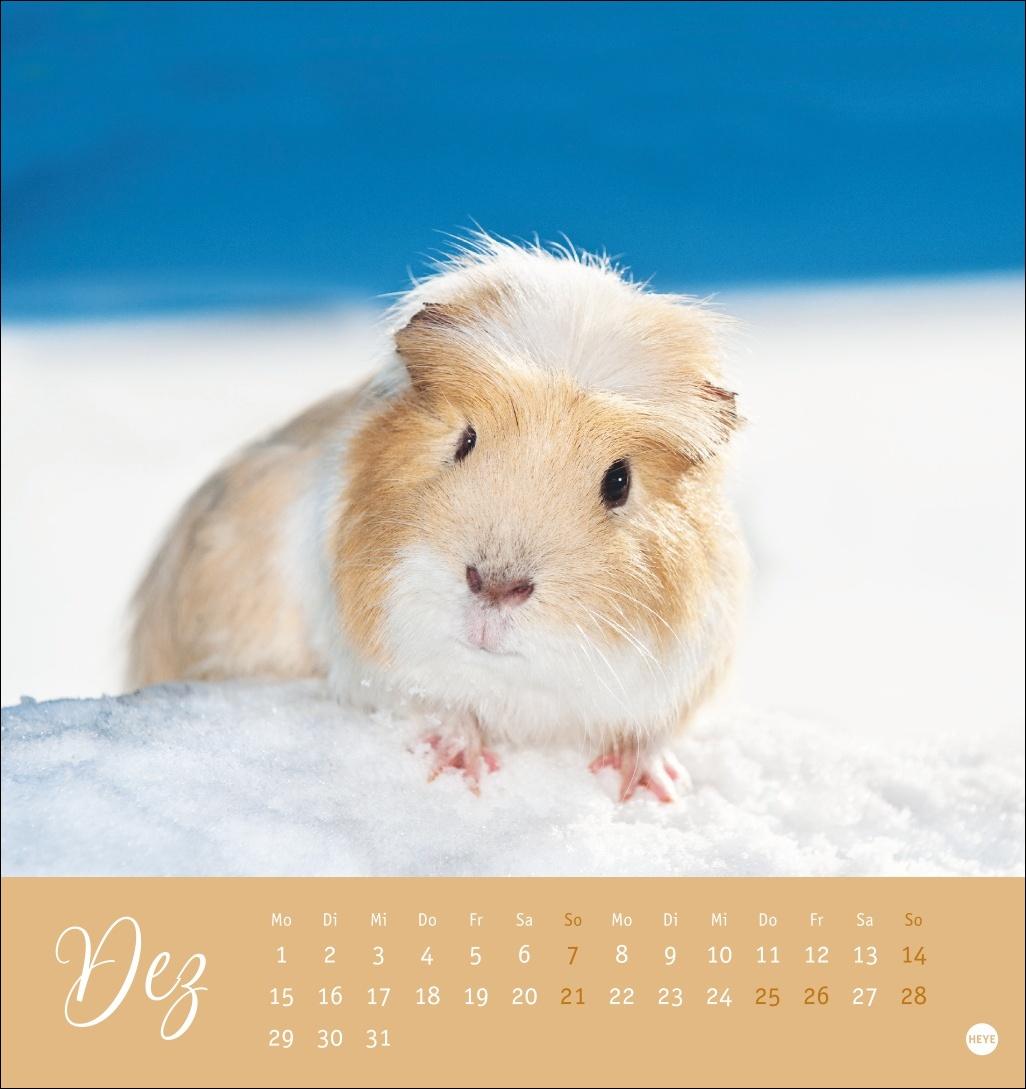 Kuschelige Meerschweinchen Postkartenkalender 2025