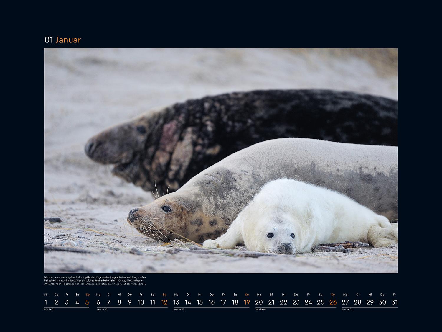 Tierfamilien rund um die Welt - KUNTH Wandkalender 2025