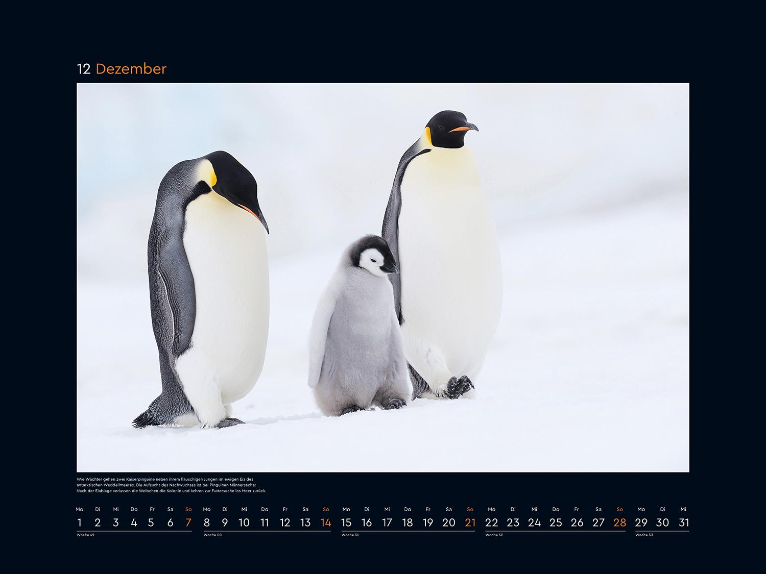 Tierfamilien rund um die Welt - KUNTH Wandkalender 2025