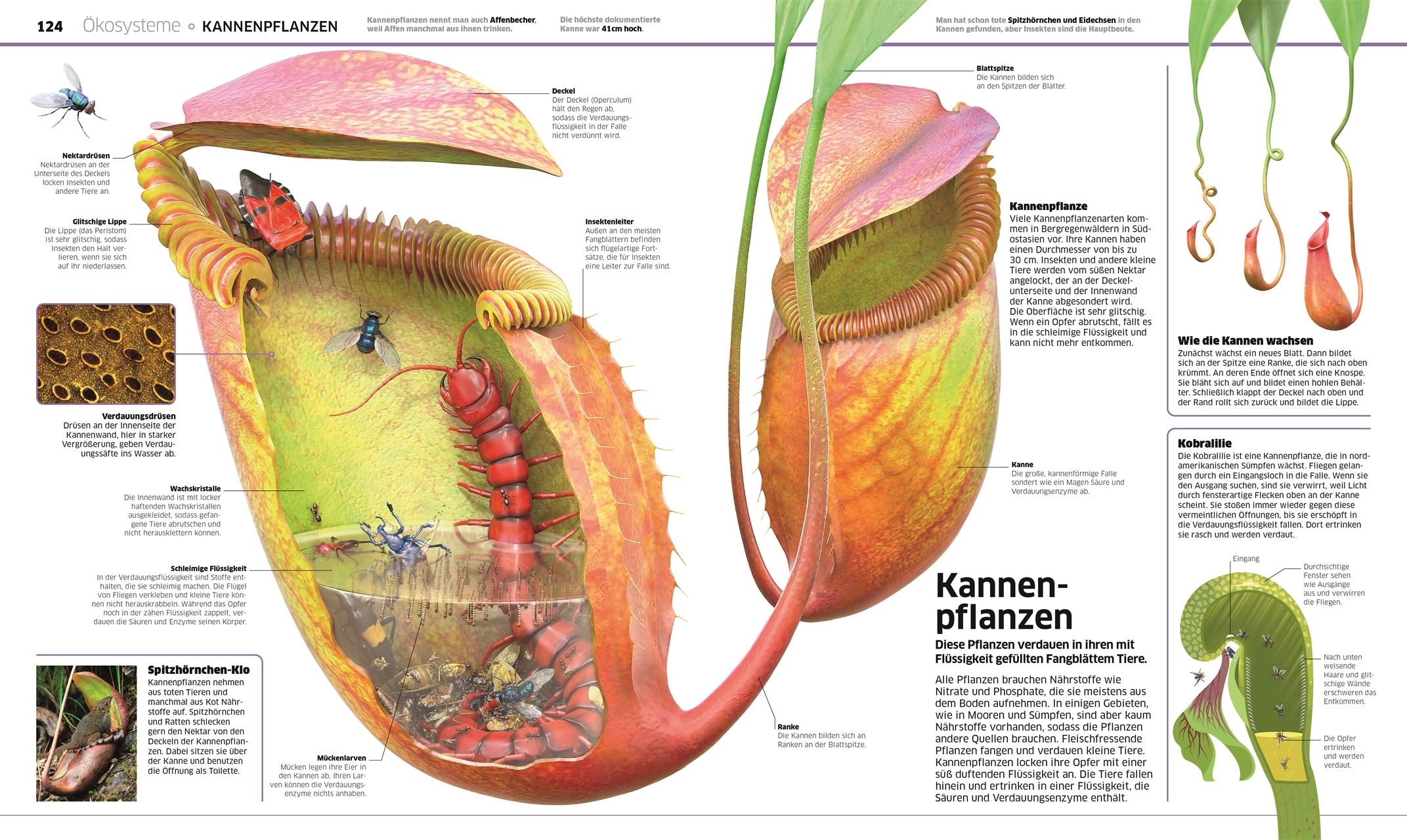 DK Wissen. Pflanzen und Pilze