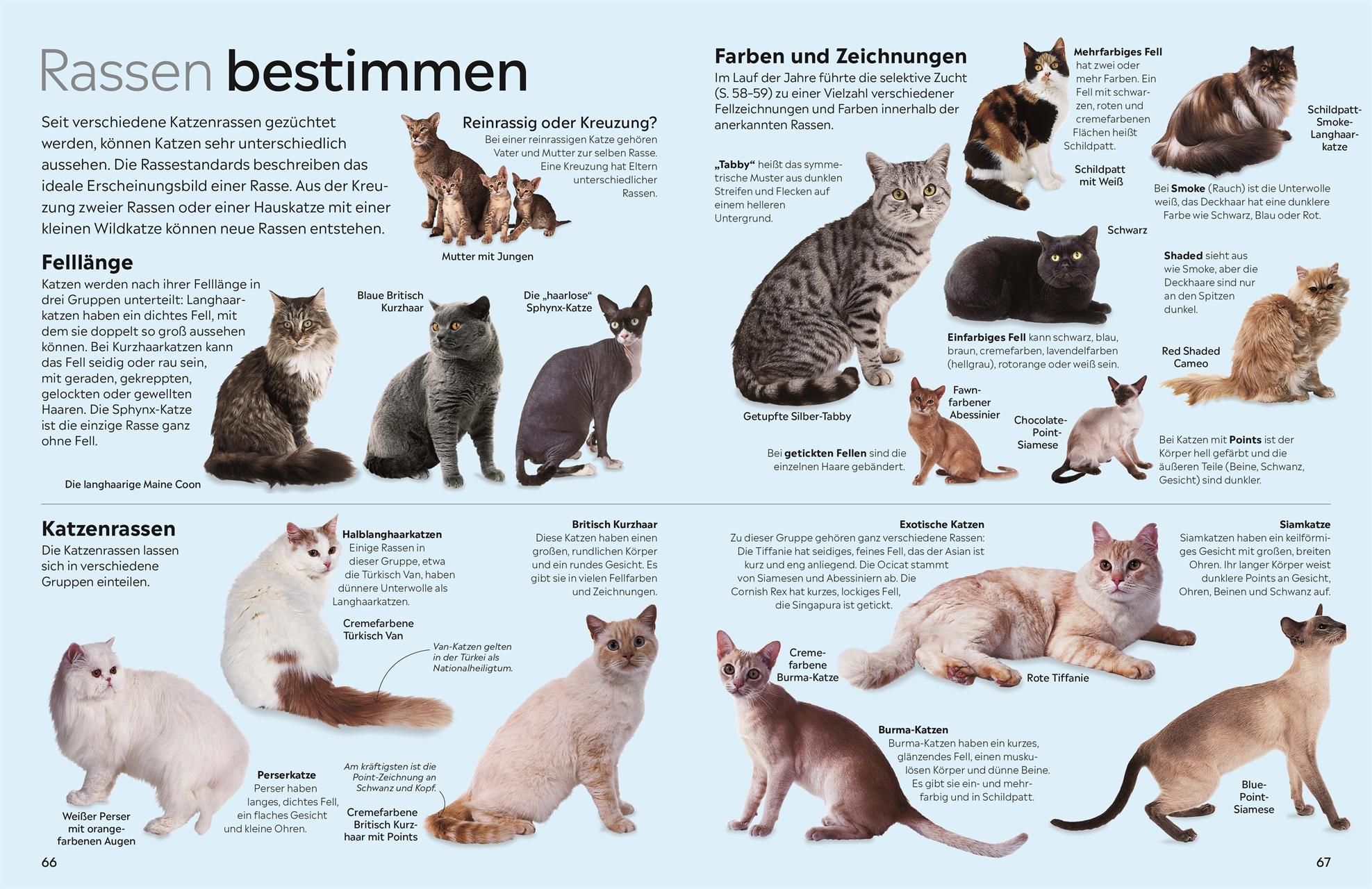 memo Wissen. Katzen