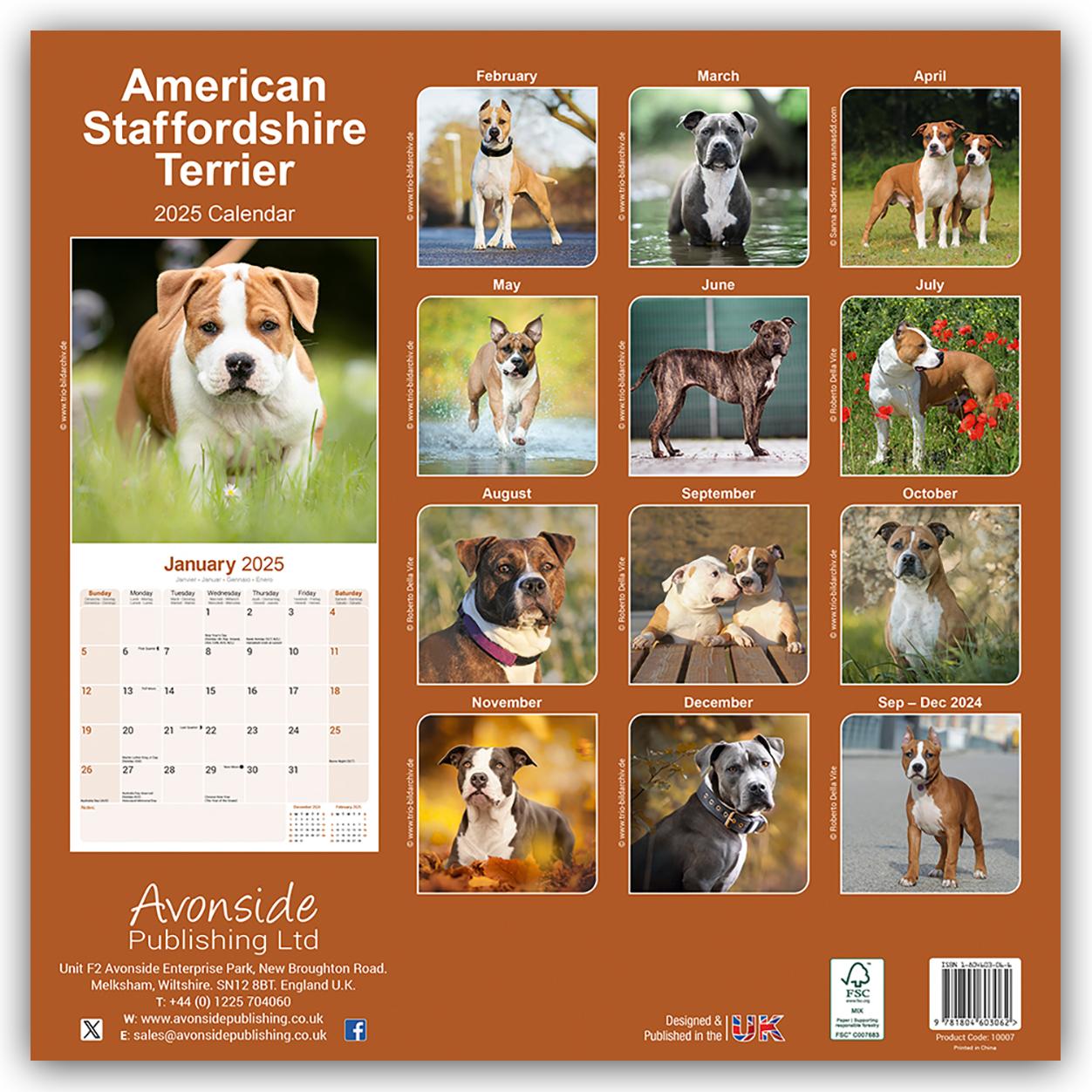 American Staffordshire Terrier 2025 - 16-Monatskalender