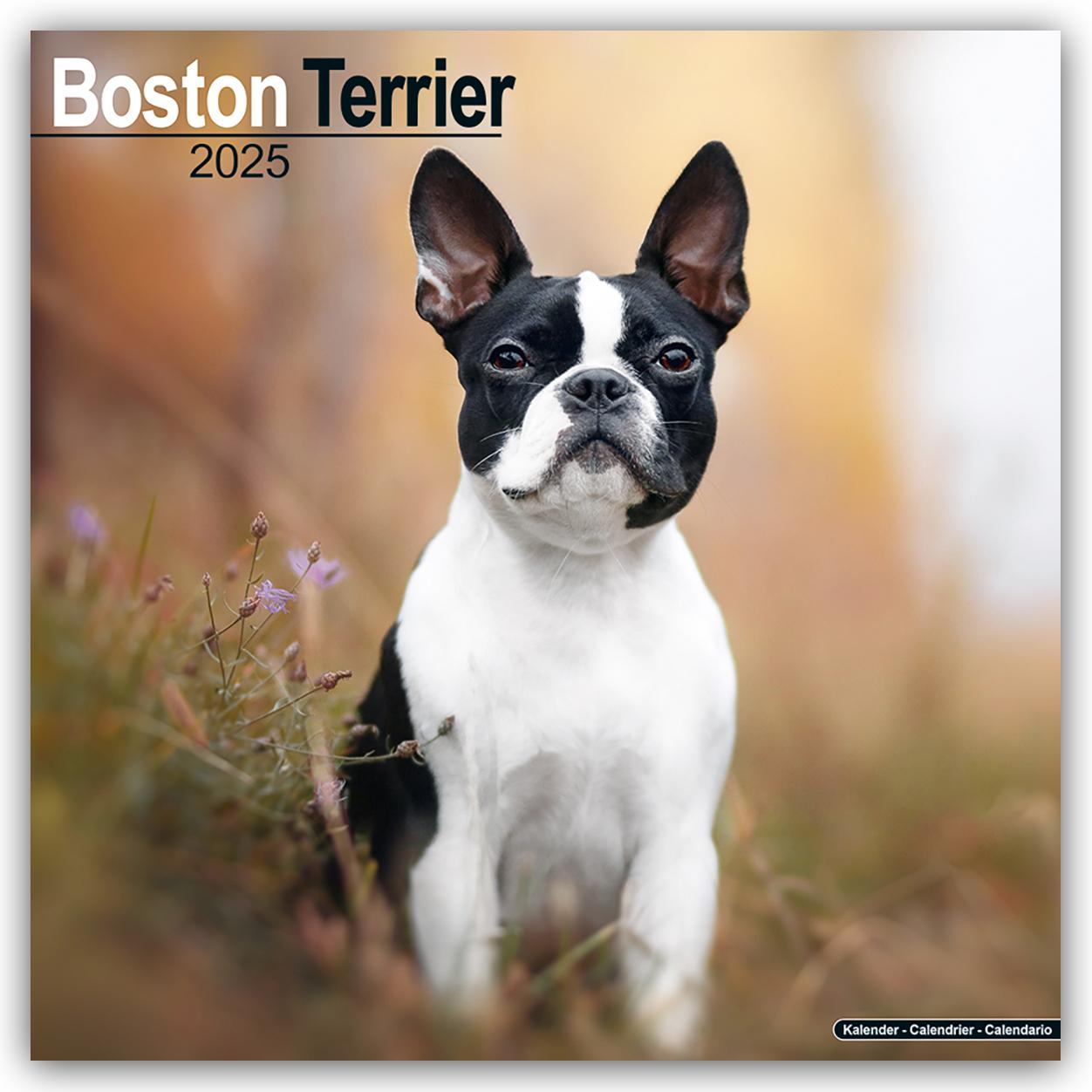 Boston Terrier 2025 - 16-Monatskalender