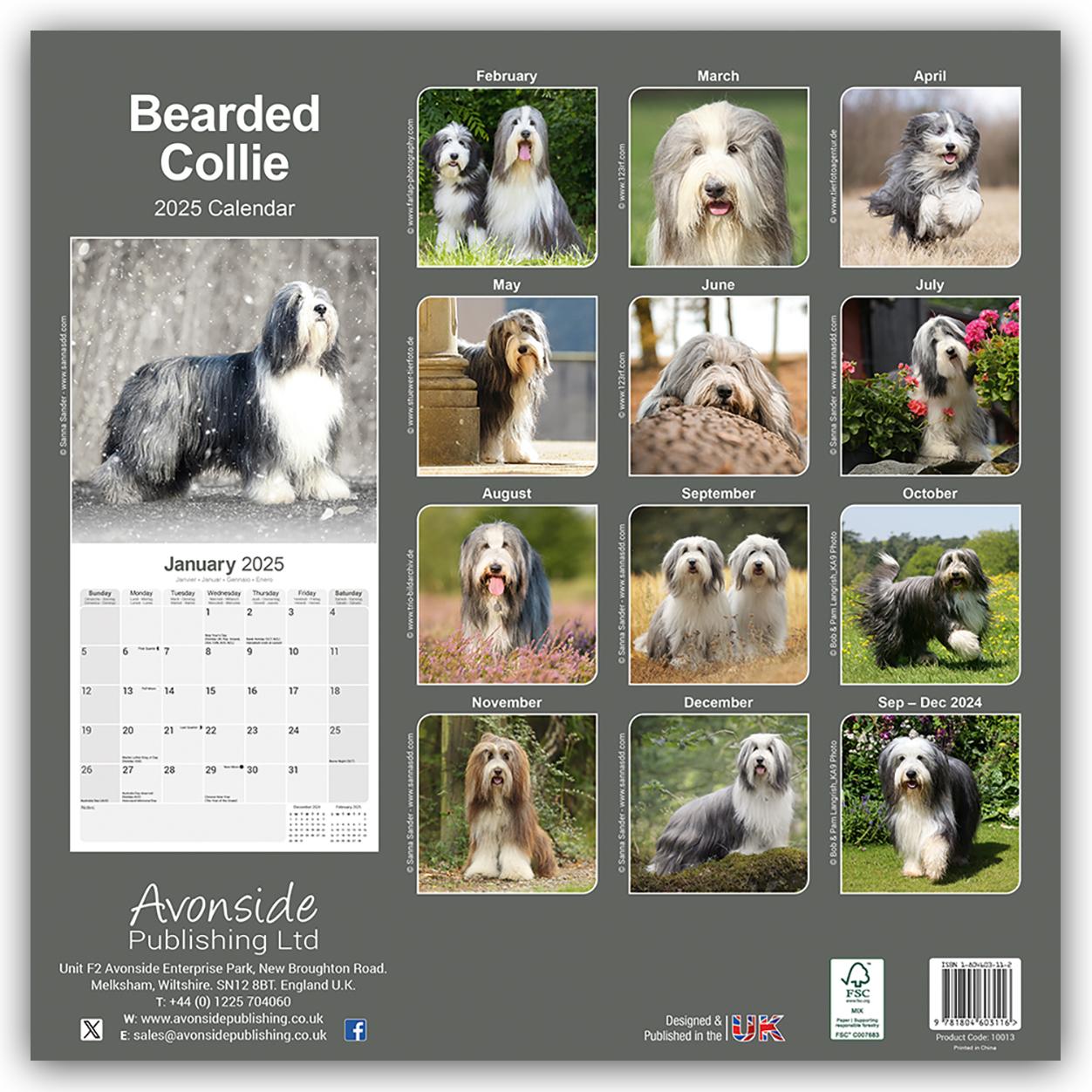 Bearded Collie 2025 - 16-Monatskalender