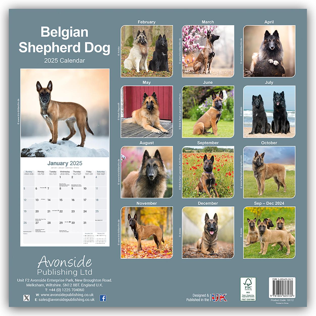 Belgian Shepherd Dog - Belgischer Schäferhund 2025 - 16-Monatskalender