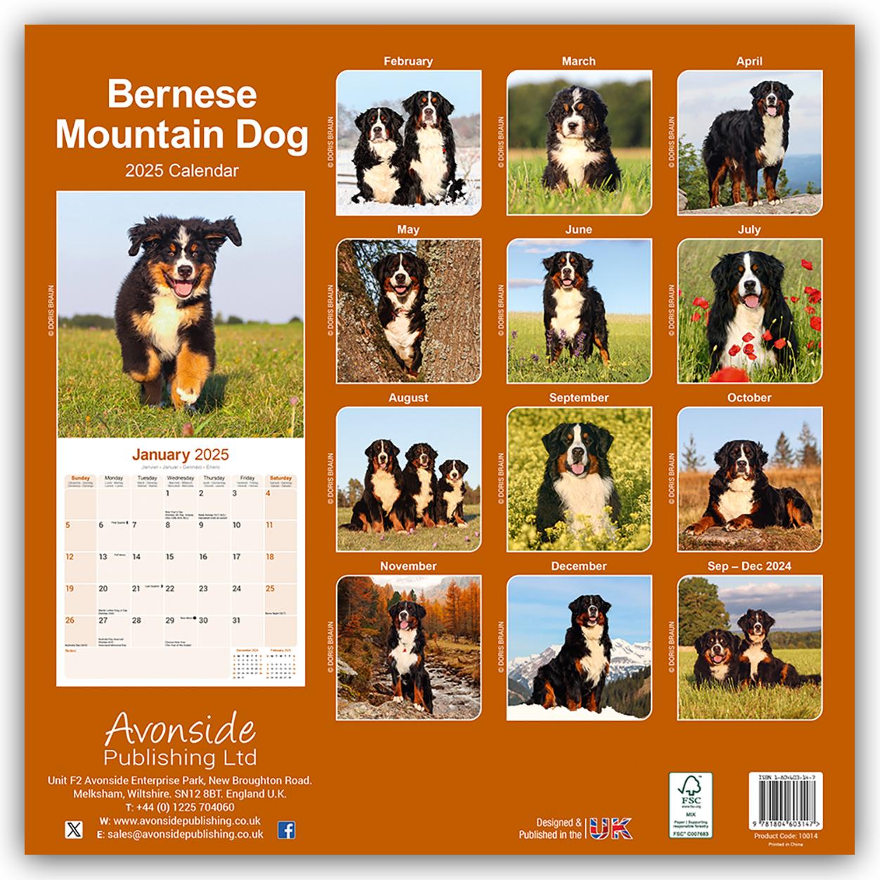 Bernese Mountain Dog - Berner Sennenhund 2025 - 16-Monatskalender