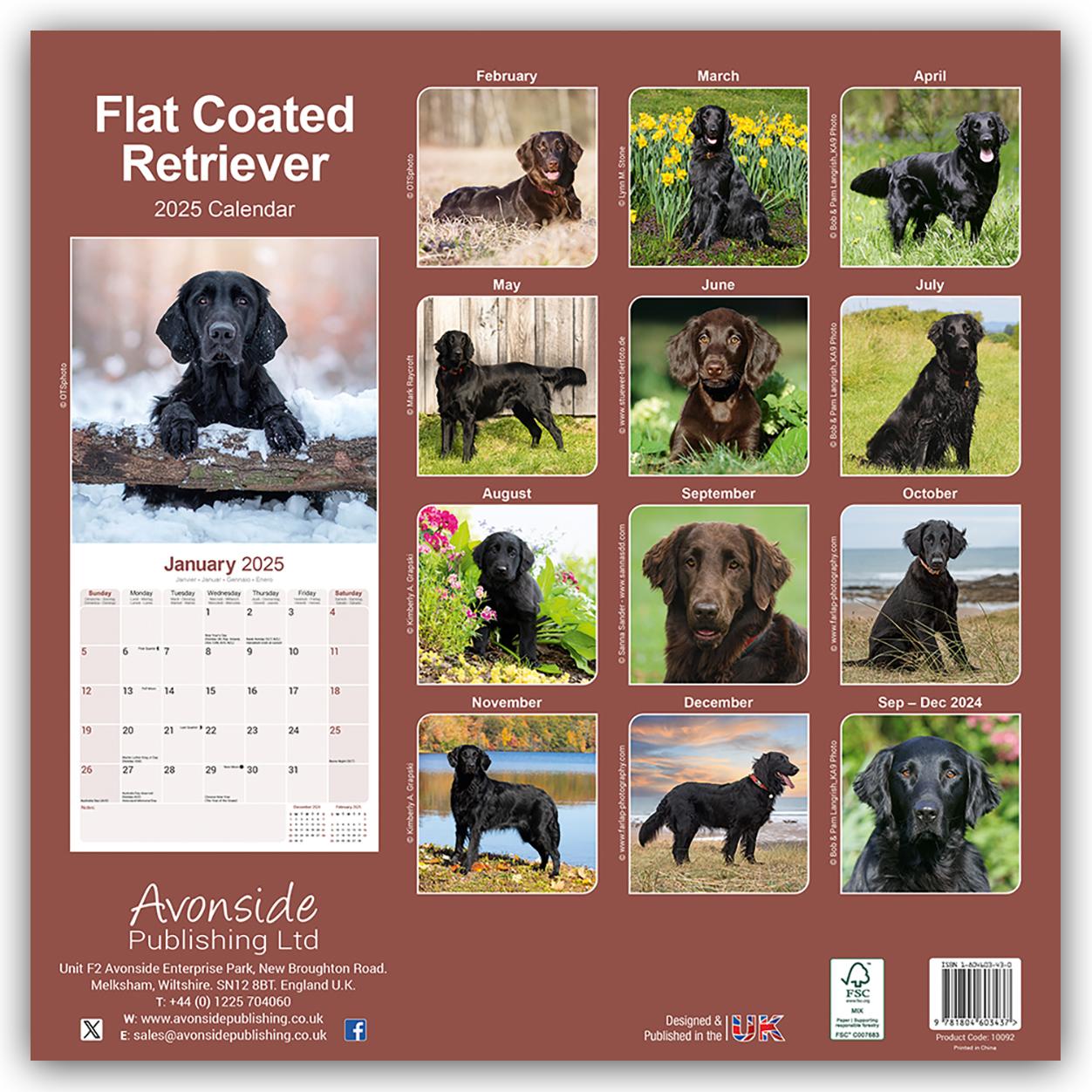 Flat-Coated Retriever 2025 - 16-Monatskalender