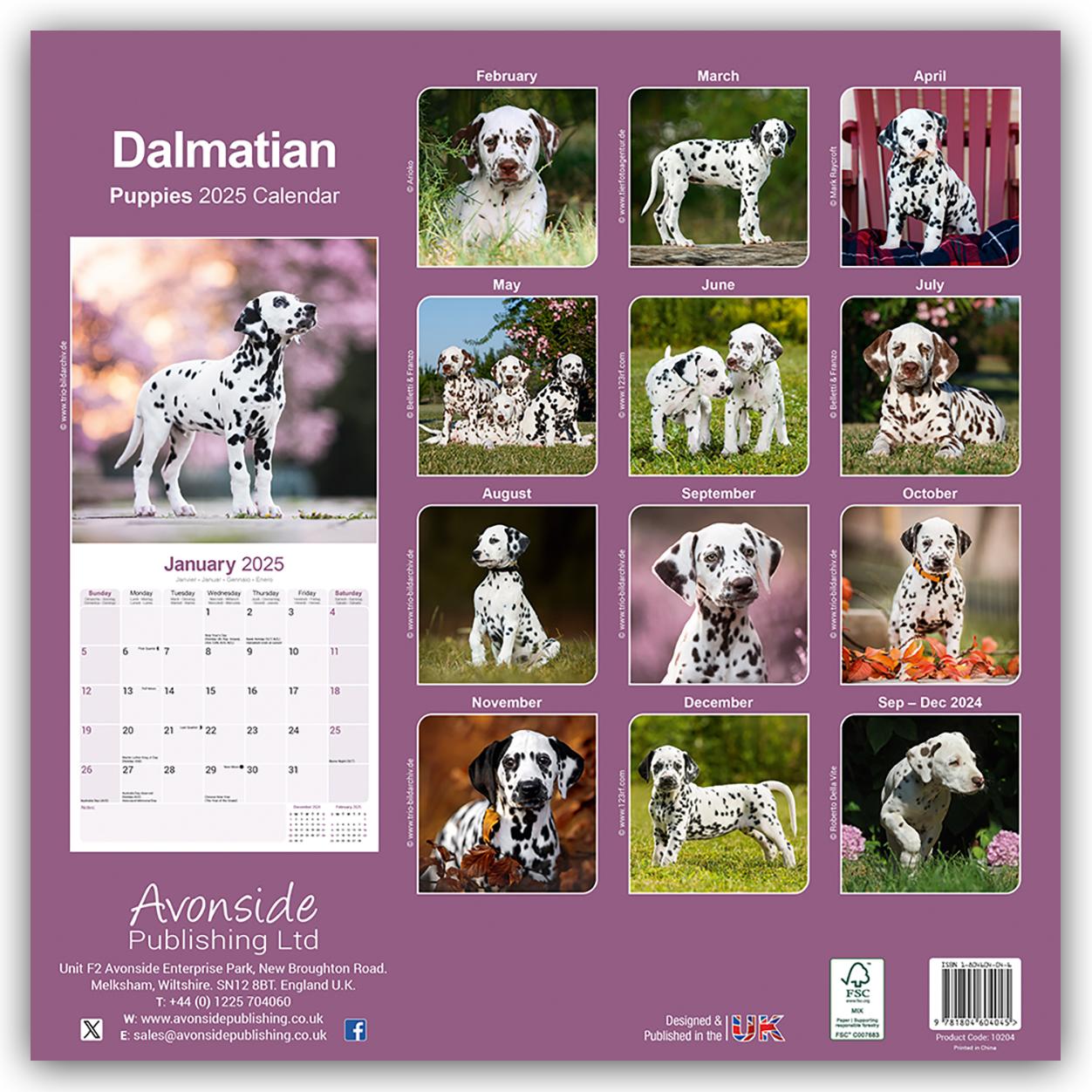 Dalmatian Puppies - Dalmatiner Welpen 2025 - 16-Monatskalender