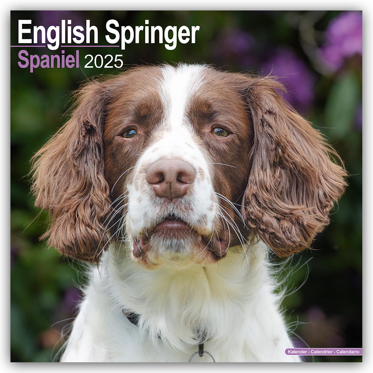 English Springer Spaniels 2025 - 16-Monatskalender