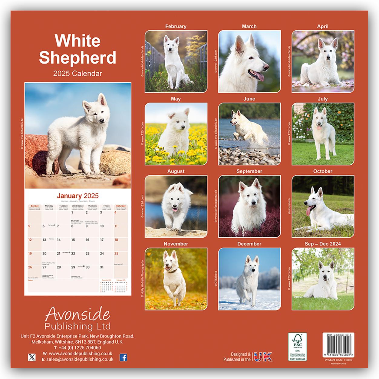 White German Shepherd - Weißer Schäferhund 2025 - 16-Monatskalender