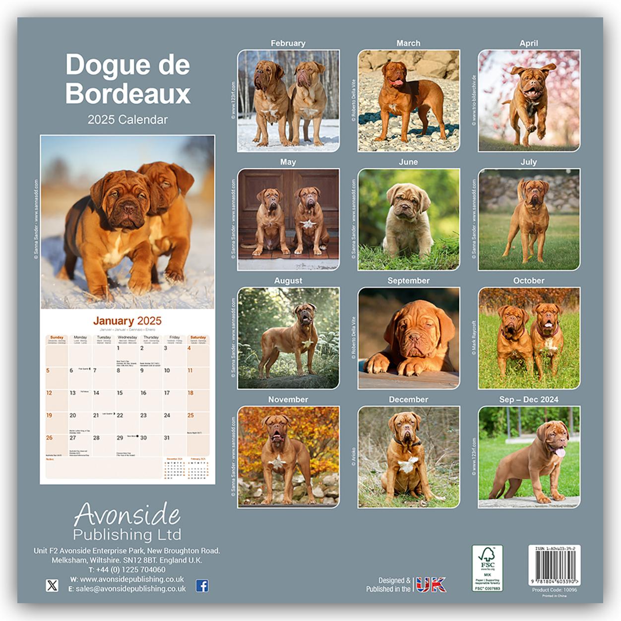 Dogue de Bordeaux - Bordeauxdoggen 2025 - 16-Monatskalender