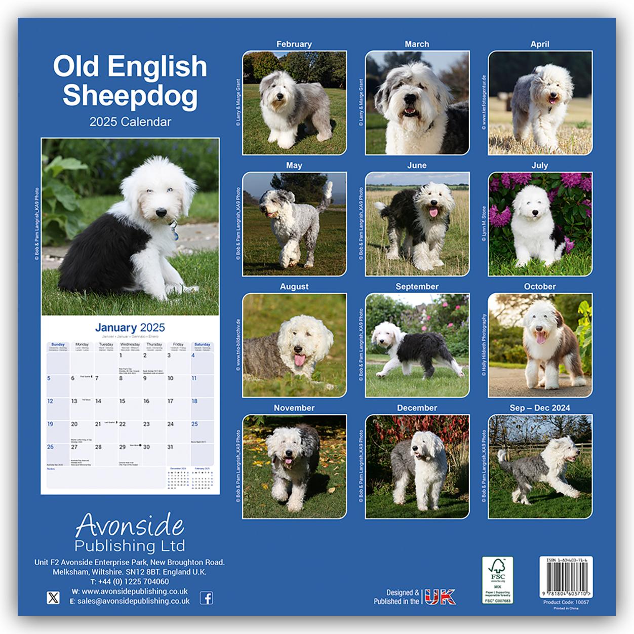 Old English Sheepdog - Bobtails 2025 - 16-Monatskalender