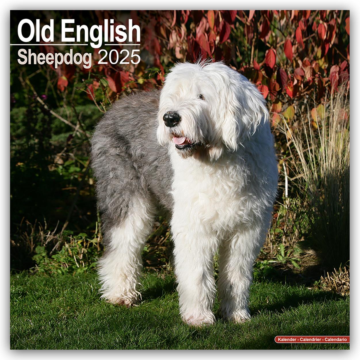 Old English Sheepdog - Bobtails 2025 - 16-Monatskalender