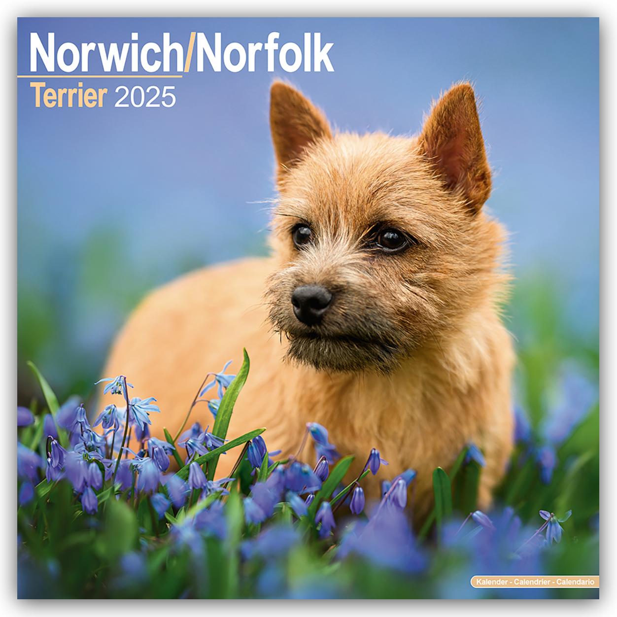 Norfolk Terrier 2025 - 16-Monatskalender - Original Avonside-Kalender [Mehrsprachig] [Kalender]