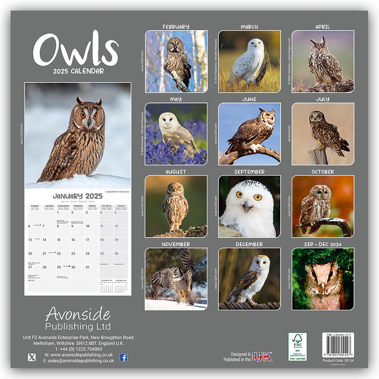 Owls - Eulen 2025 - 16-Monatskalender - Original Avonside-Kalender [Mehrsprachig] [Kalender]