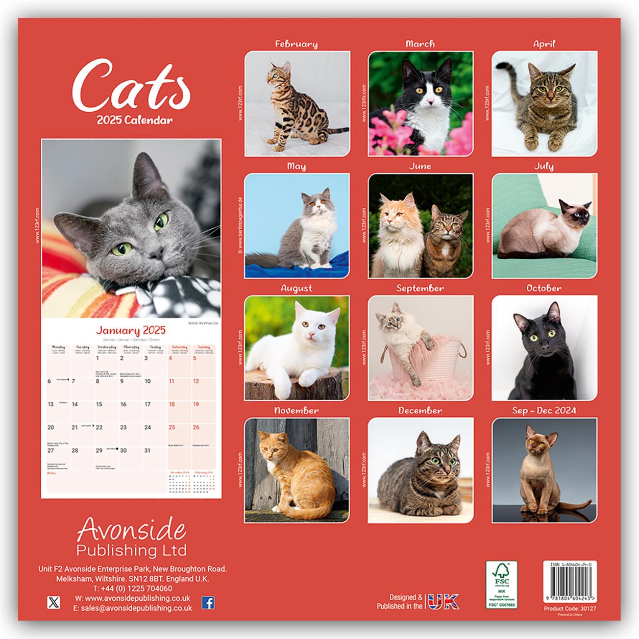 Cats - Katzen 2025 - 16-Monatskalender