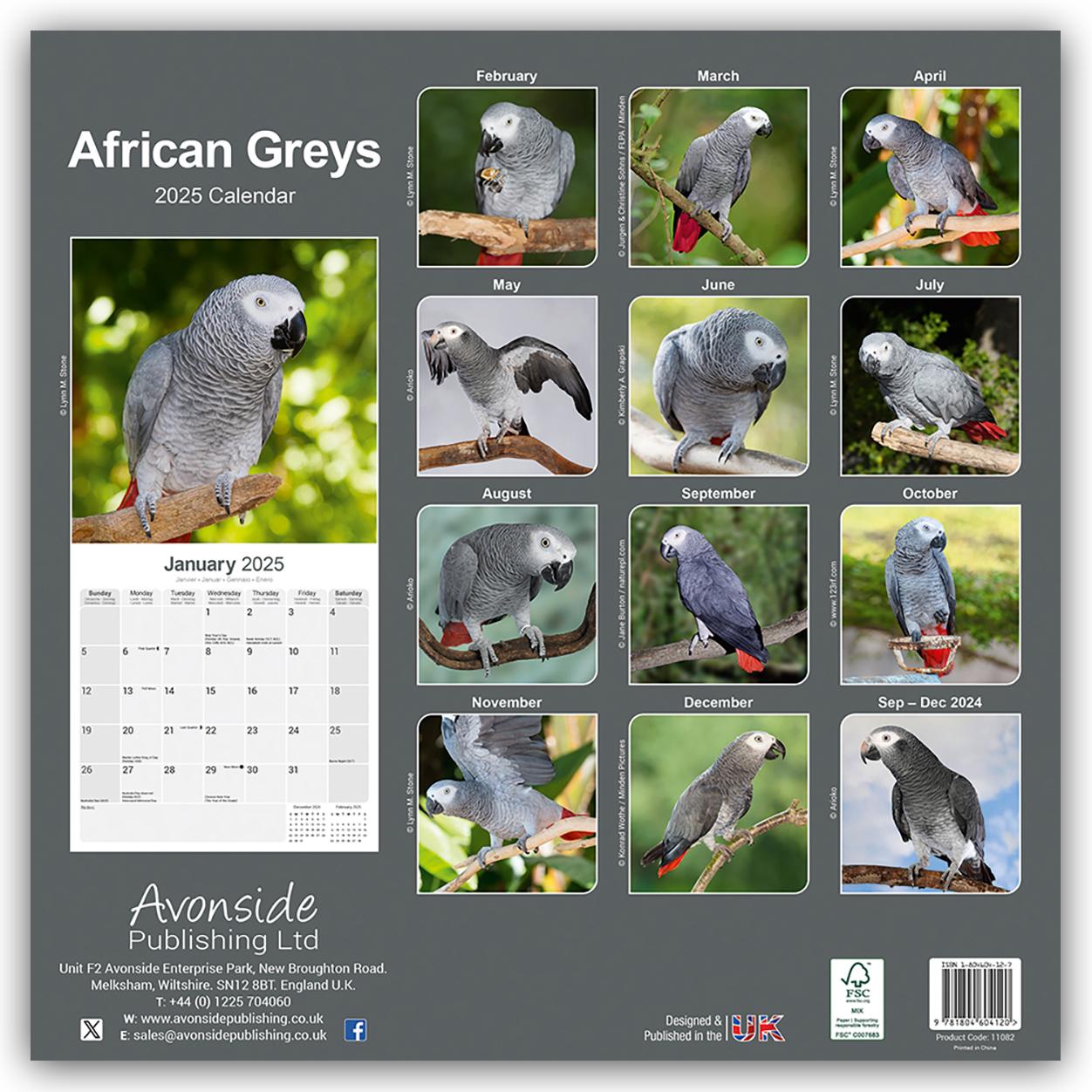 African Greys - Graupapageien 2025 - 16-Monatskalender