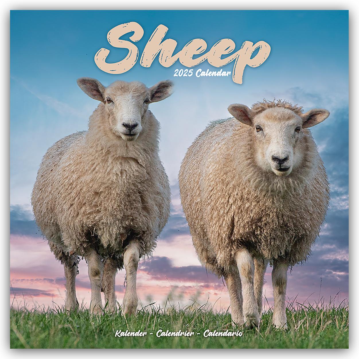 Sheep - Schafe 2025 - 16-Monatskalender