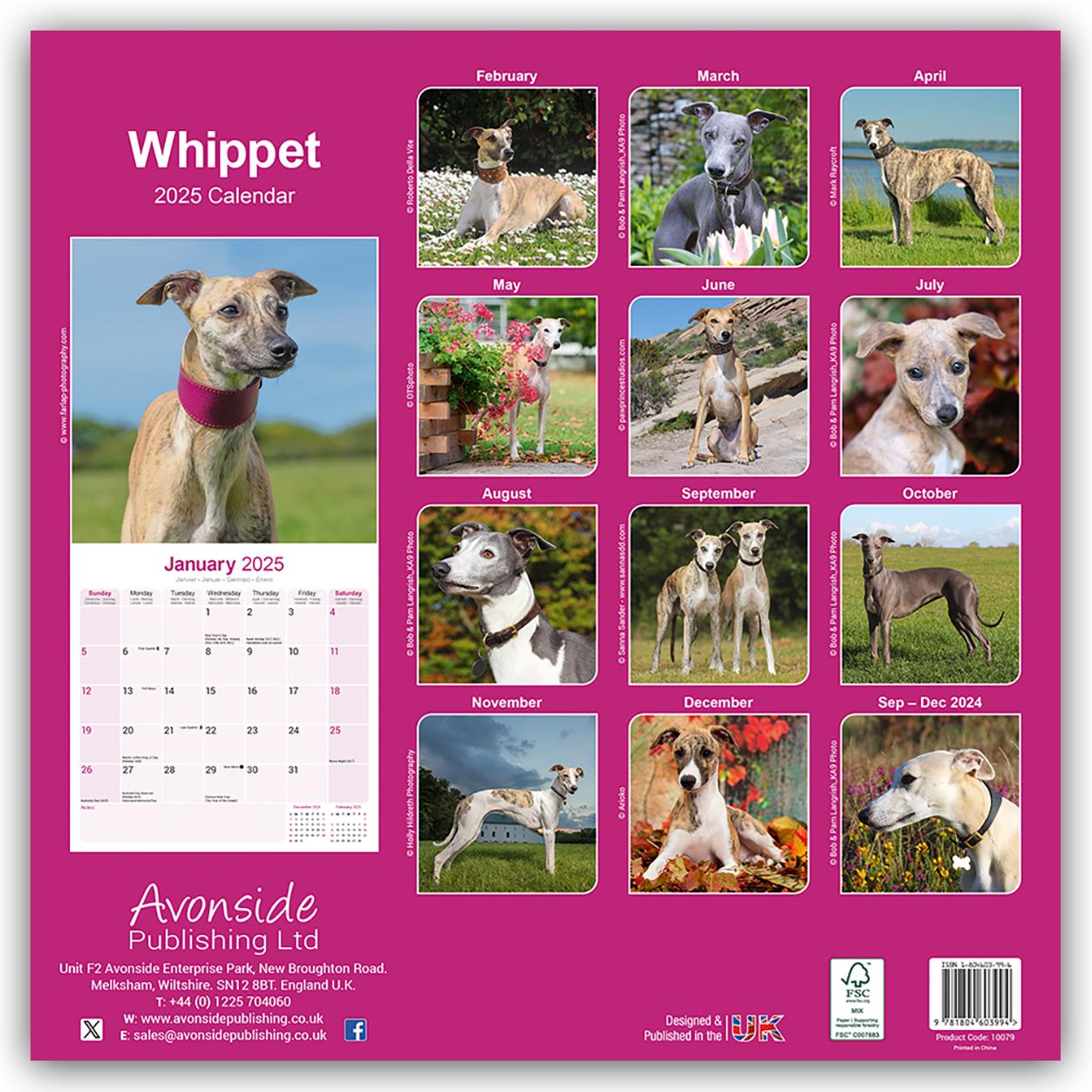 Whippet - Kleine Englische Windhunde 2025 - 16-Monatskalender