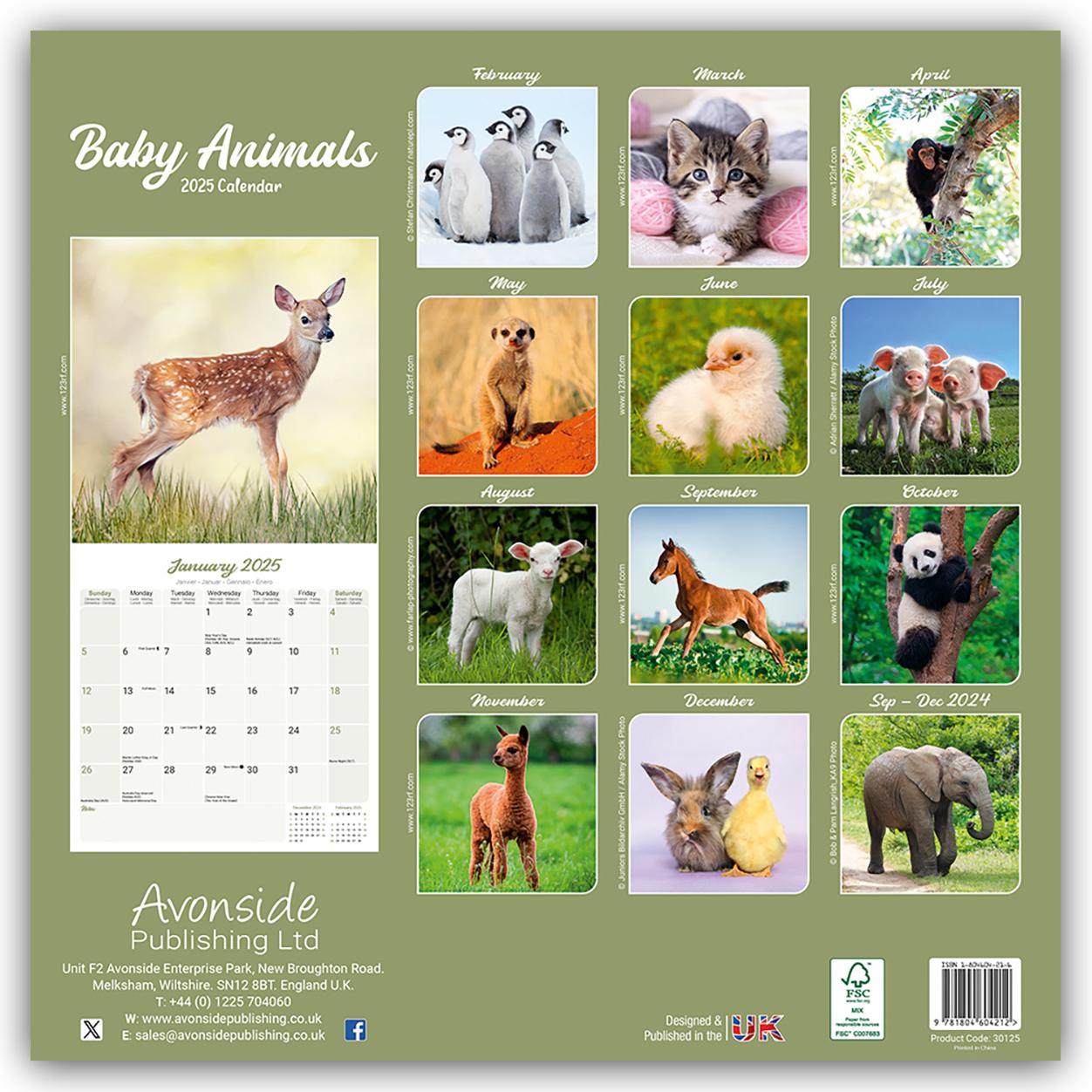 Baby Animals - Tierbabys 2025 - 16-Monatskalender