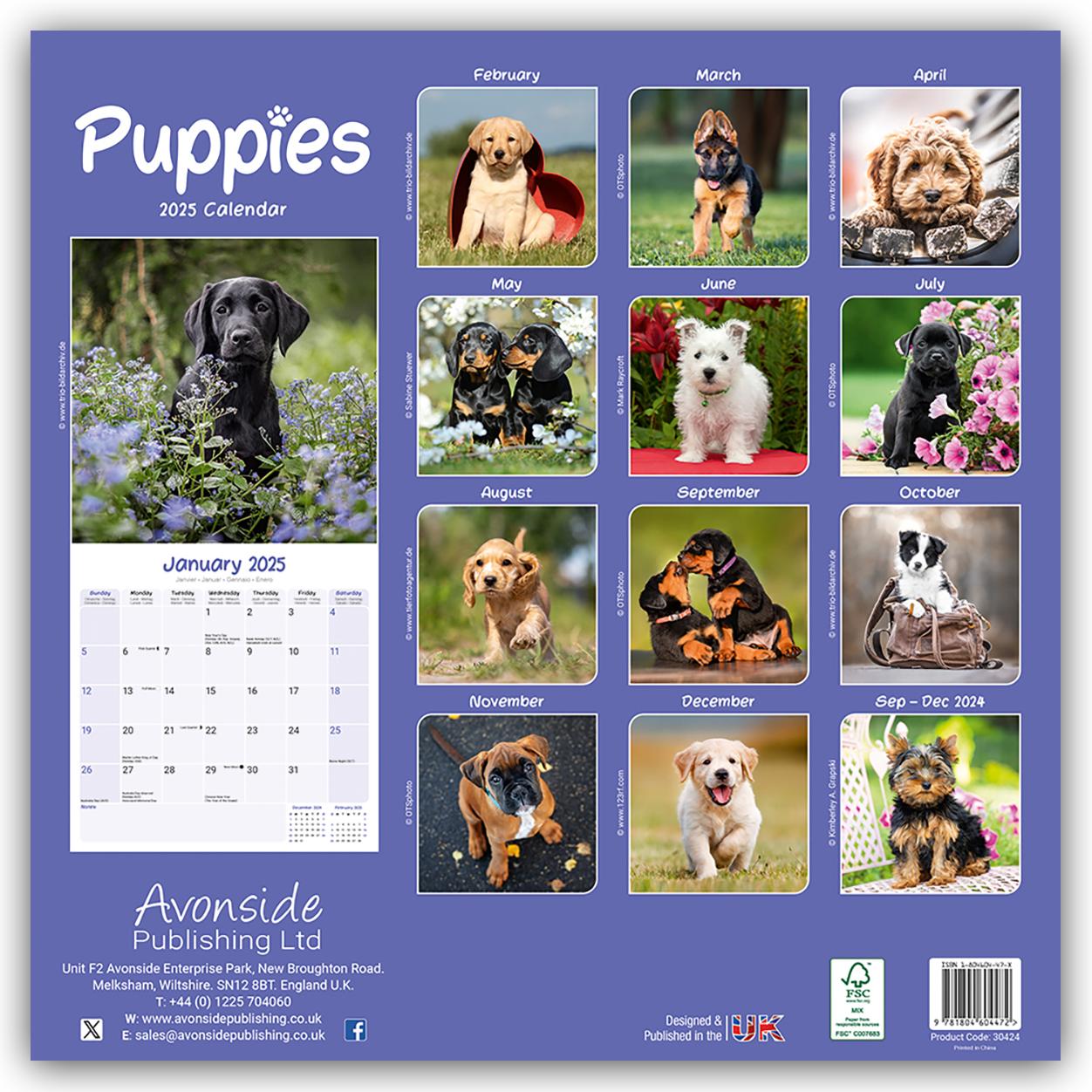 Puppies - Welpen 2025 16-Monatskalender