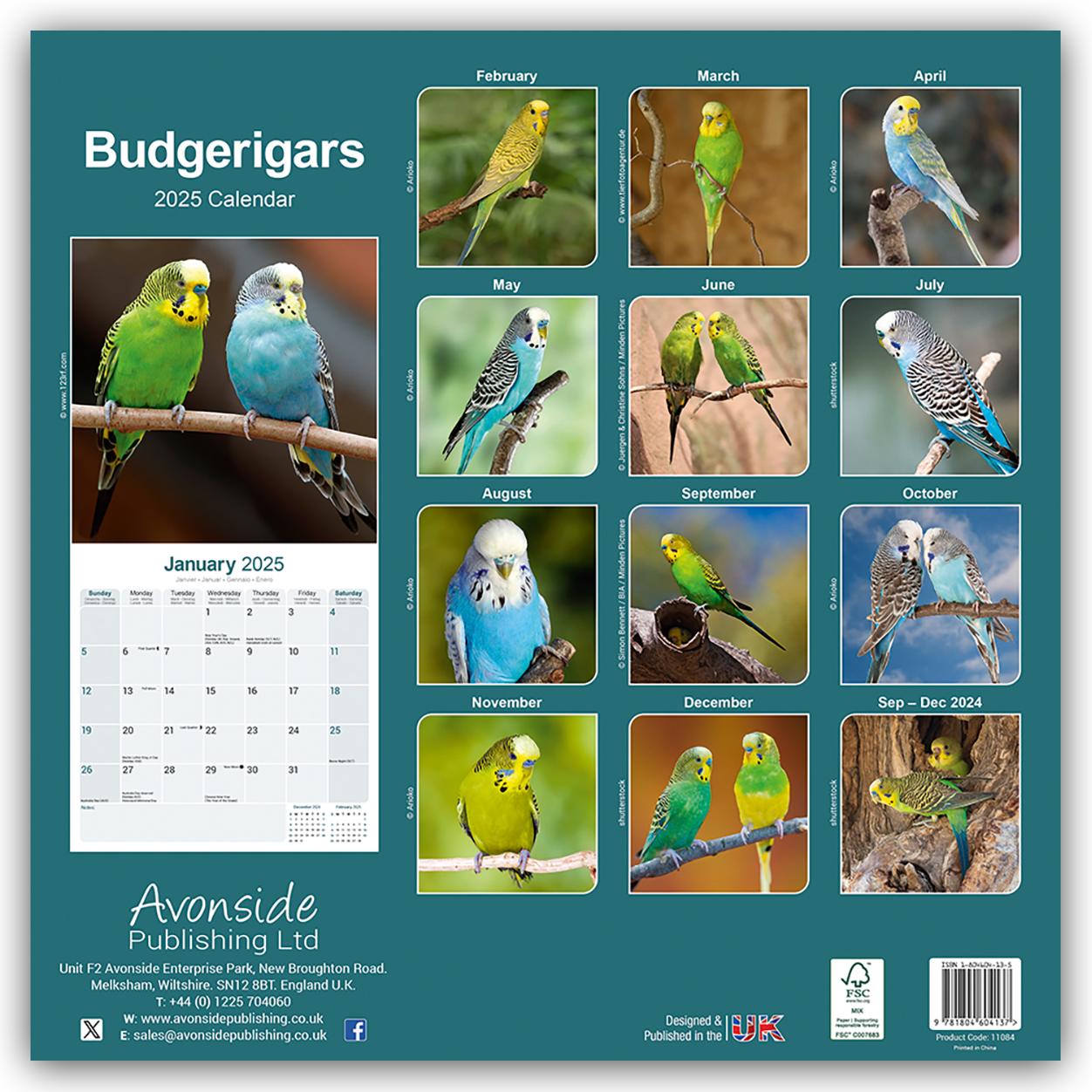 Budgerigars - Wellensittiche 2025 - 16-Monatskalender