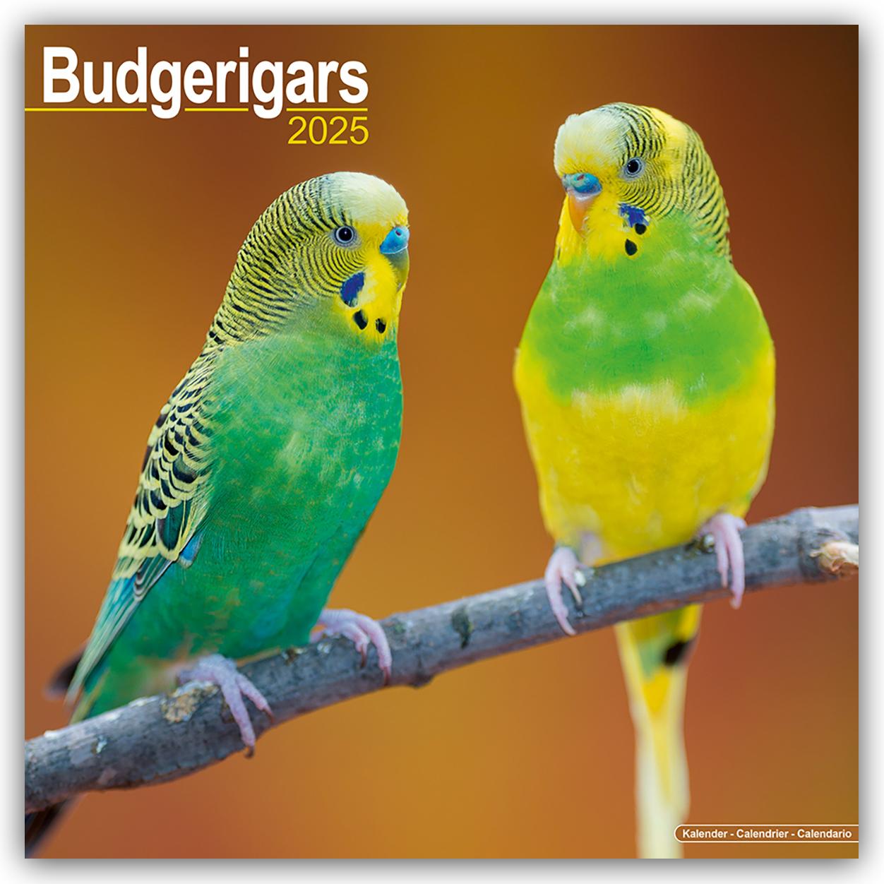 Budgerigars - Wellensittiche 2025 - 16-Monatskalender