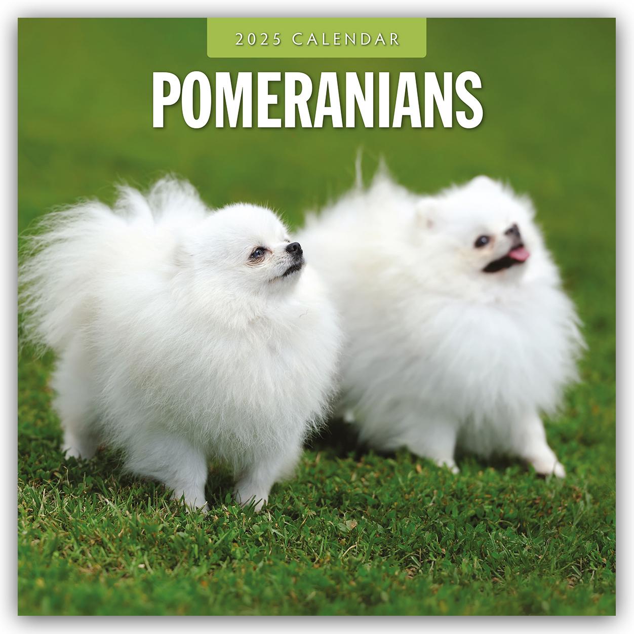 Pomeranians - Zwergspitz - Pomeranian Zwergspitz 2025 - 16-Monatskalender