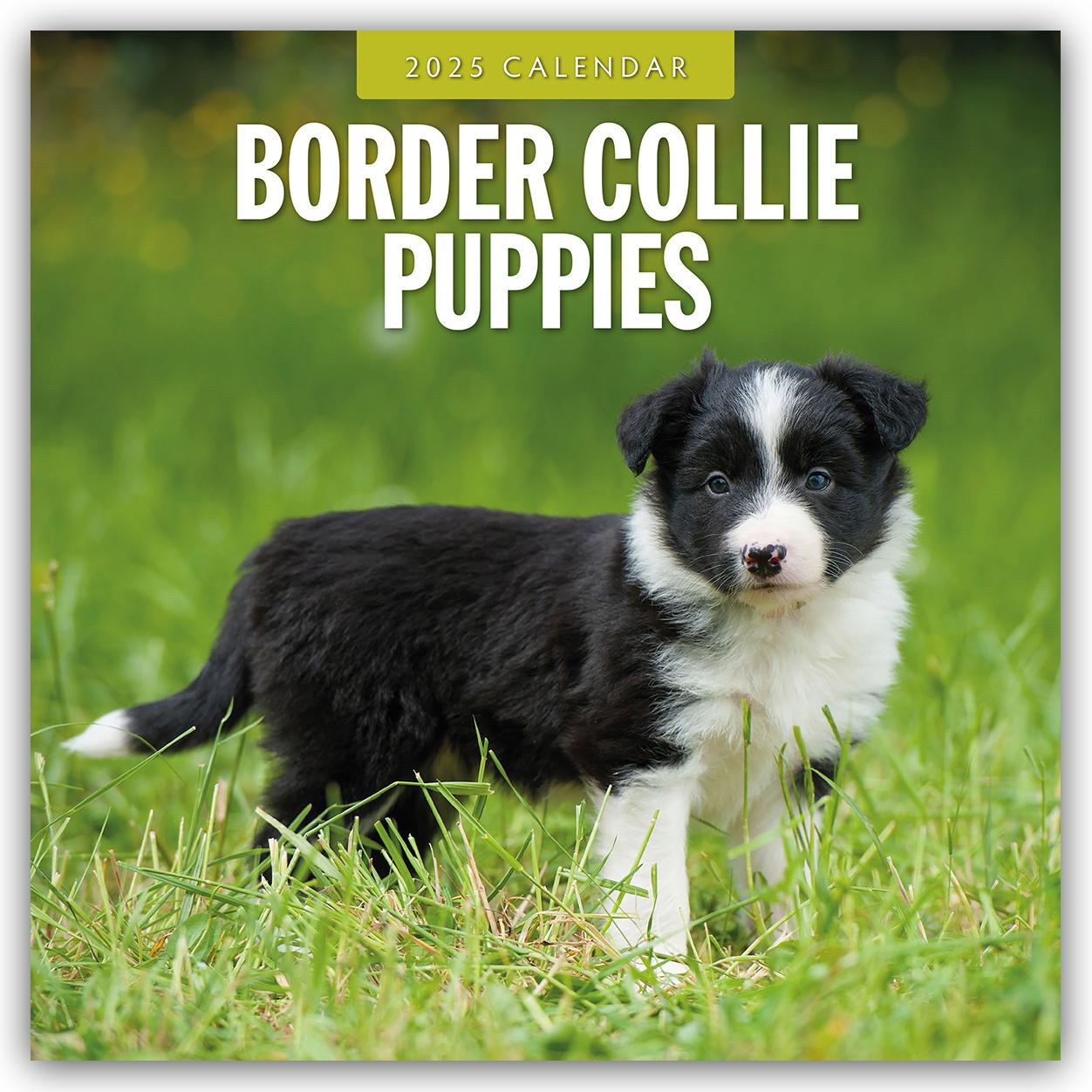 Border Collie Puppies - Border Collie Welpen 2025 - 16-Monatskalender