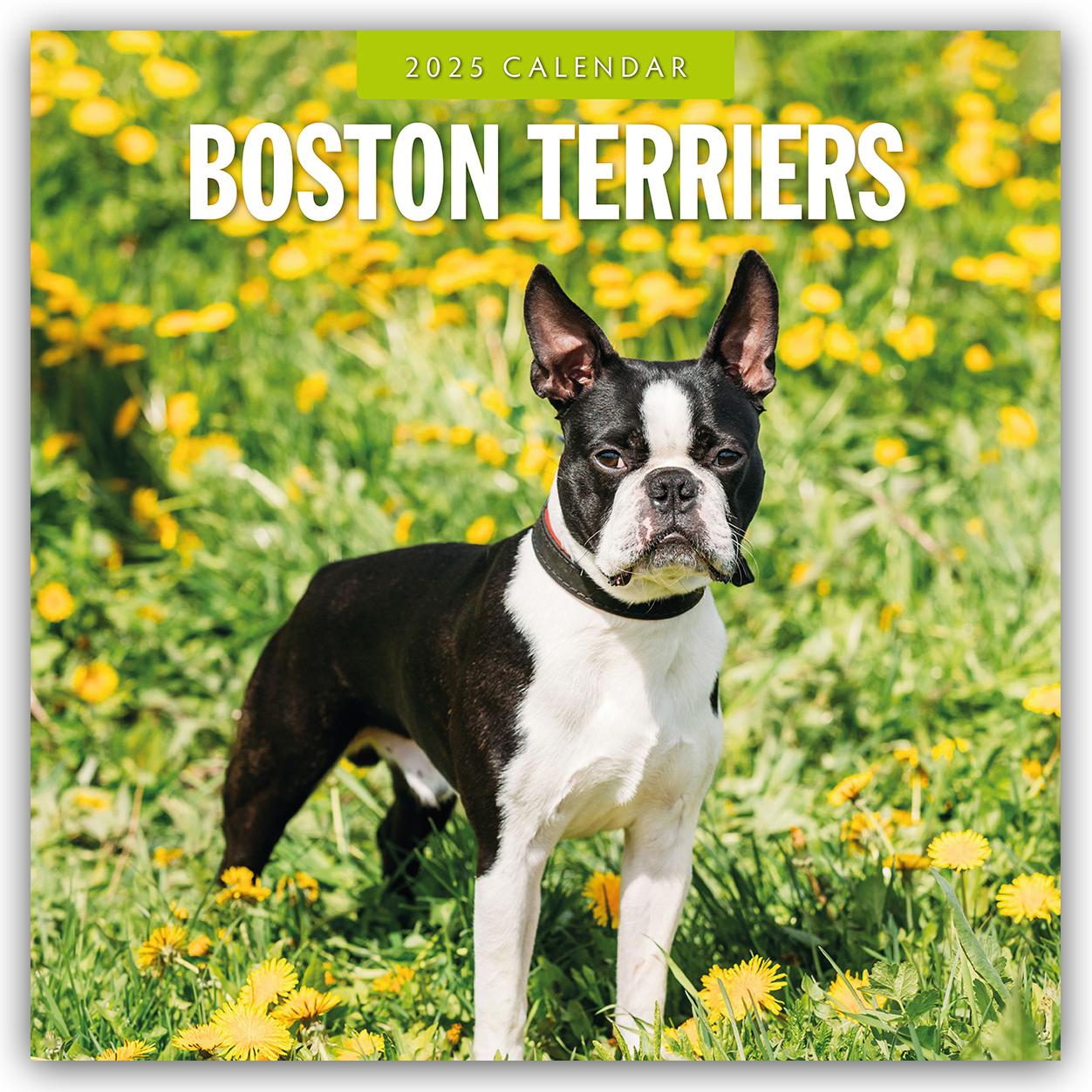 Boston Terriers - Boston Terrier 2025 - 16-Monatskalender