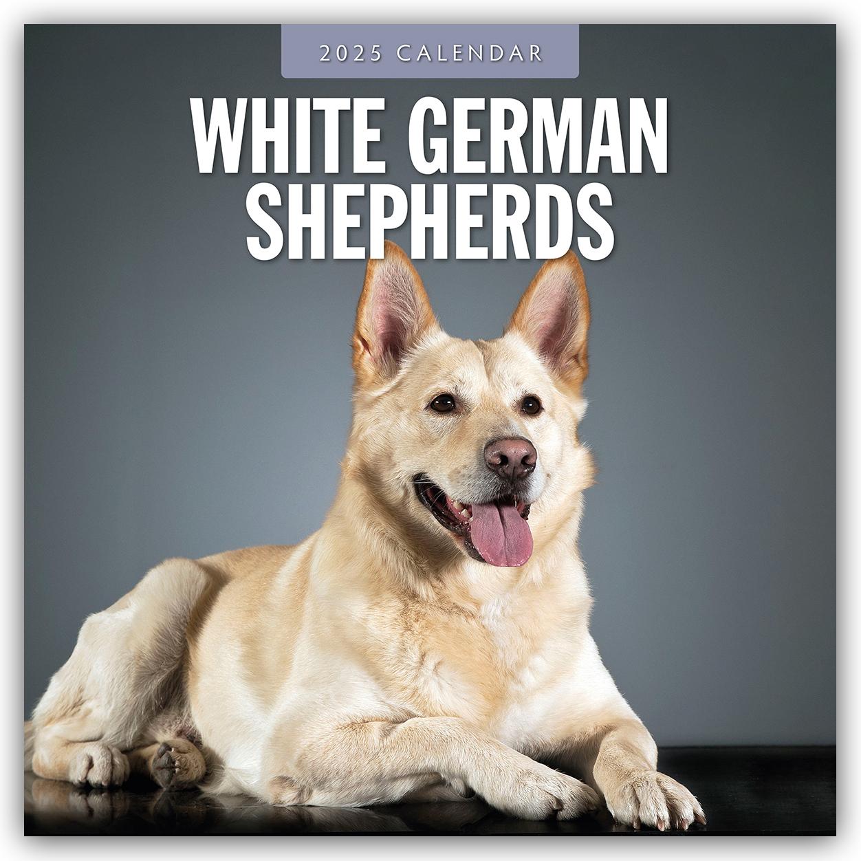 White German Shepherds - Weißer Deutscher Schäferhund 2025 - 16-Monatskalender